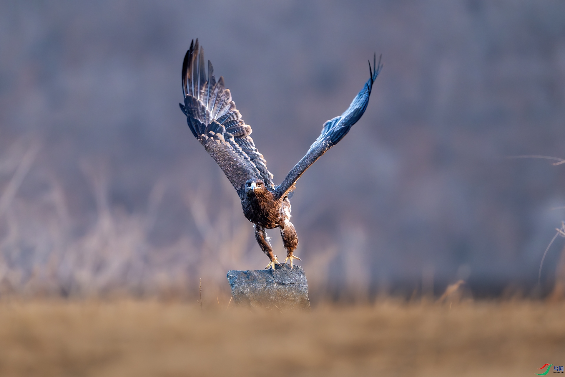 _DSC4822-����ǿ-NR ����С.jpg