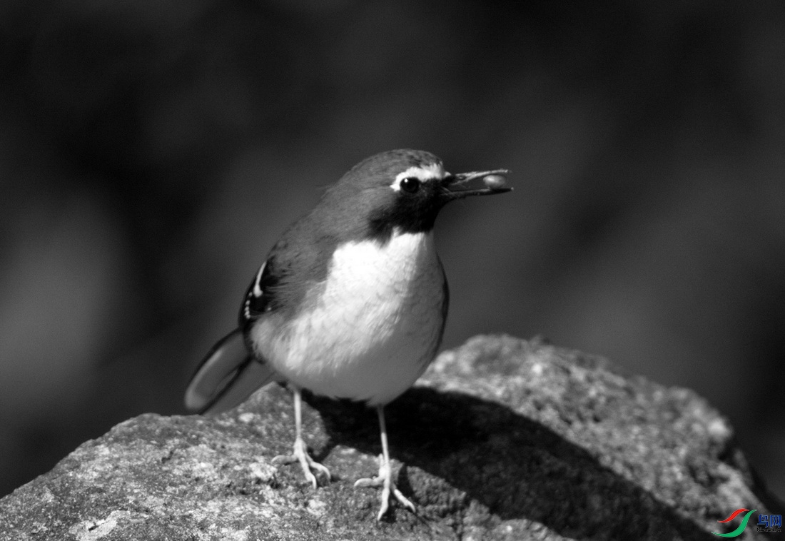DSC_7793z_������С.jpg