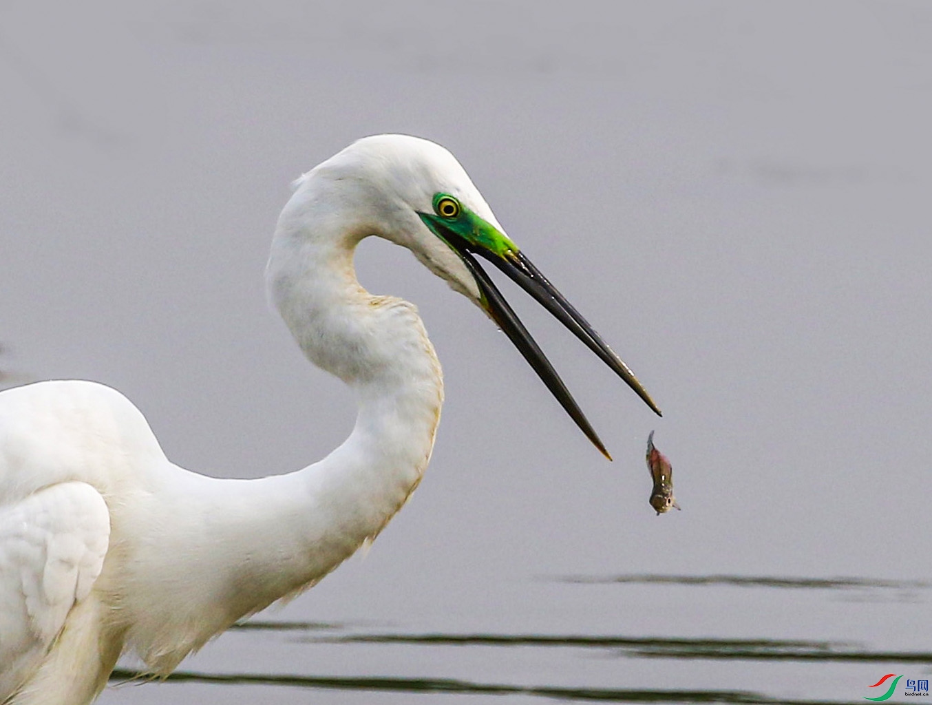 A33A2283 - ����.JPG