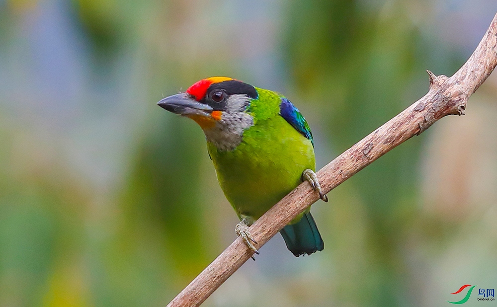 ��������ľ�� (2).JPG