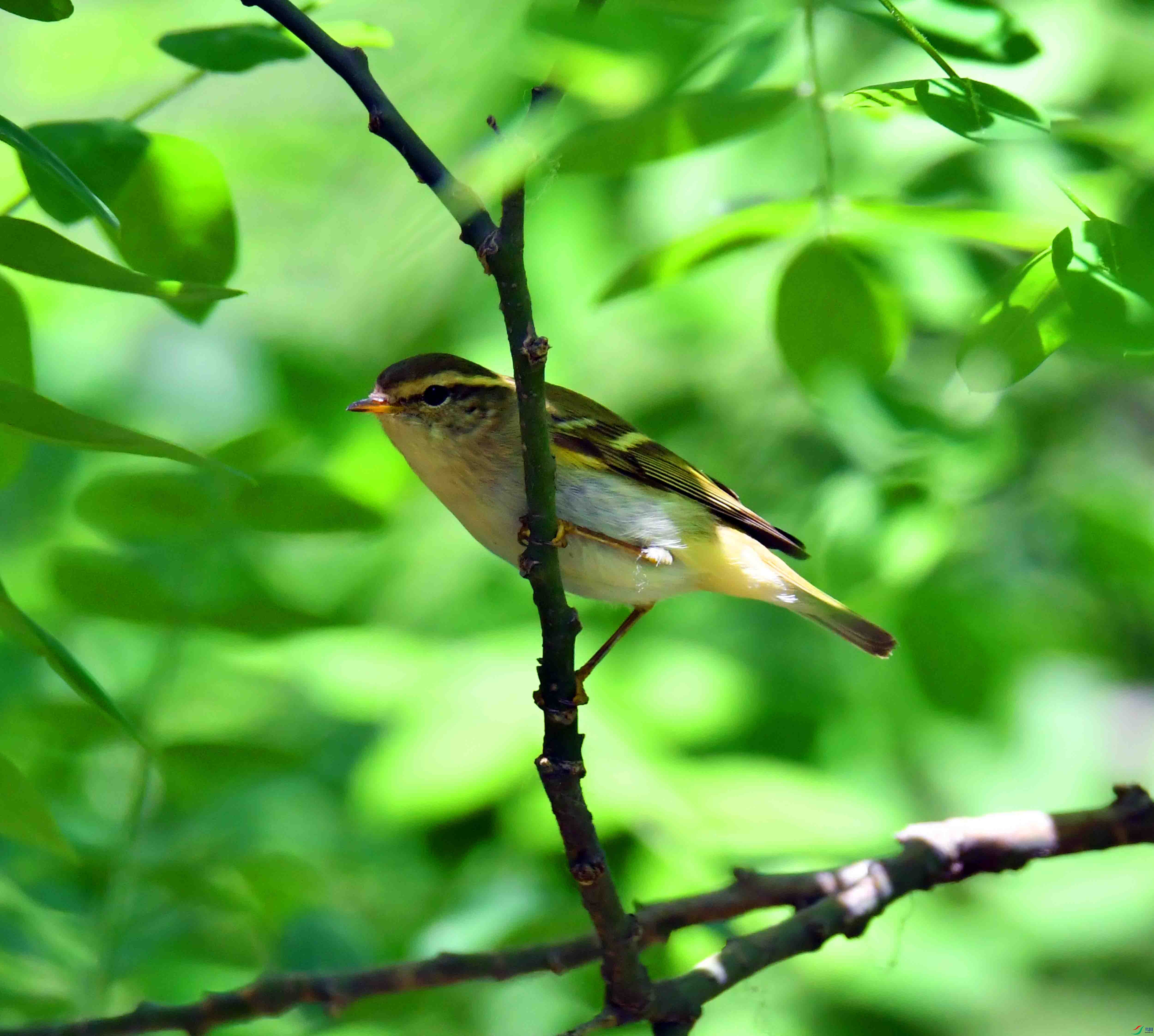 DSC_0464.JPG