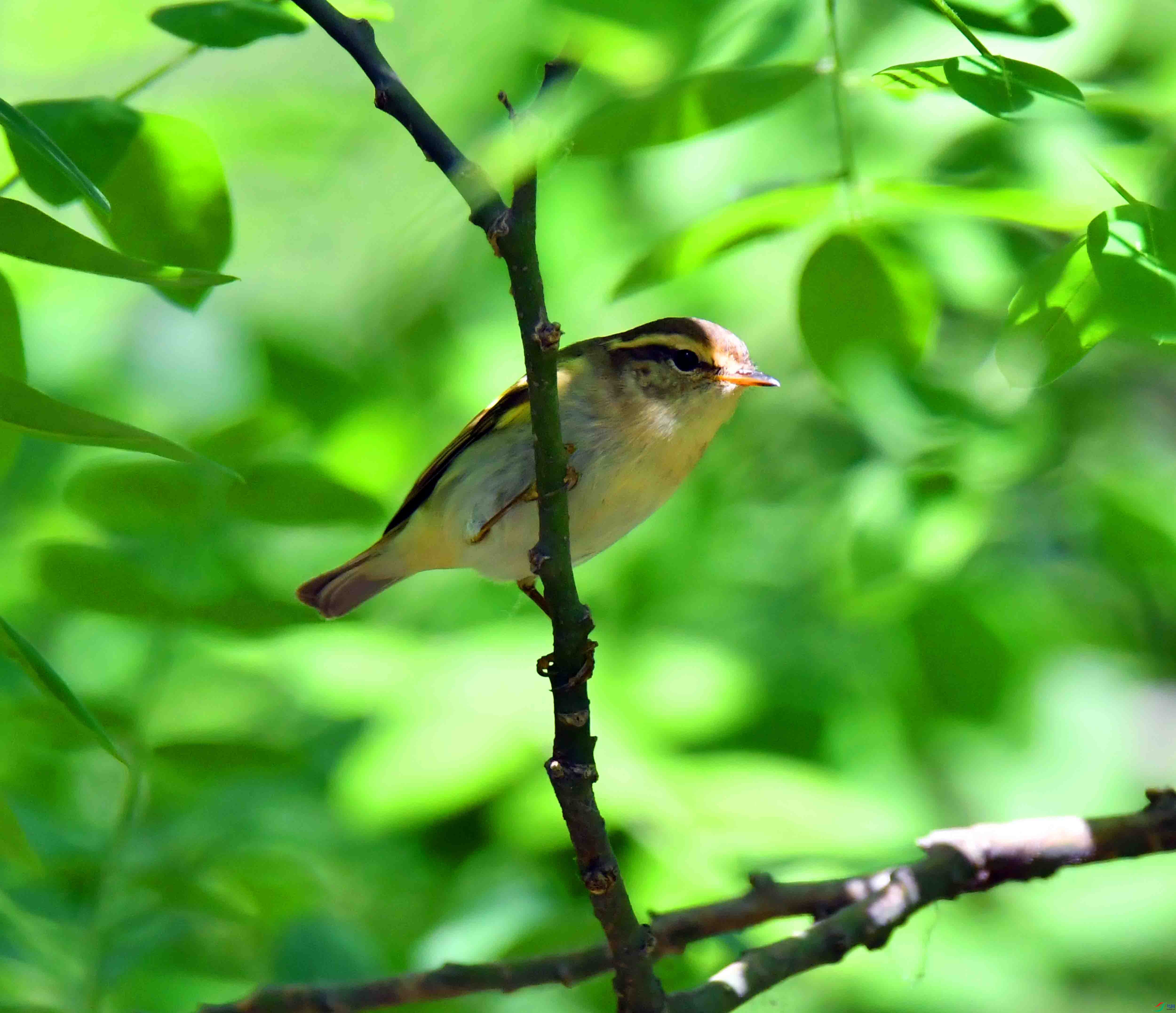 DSC_0467.JPG