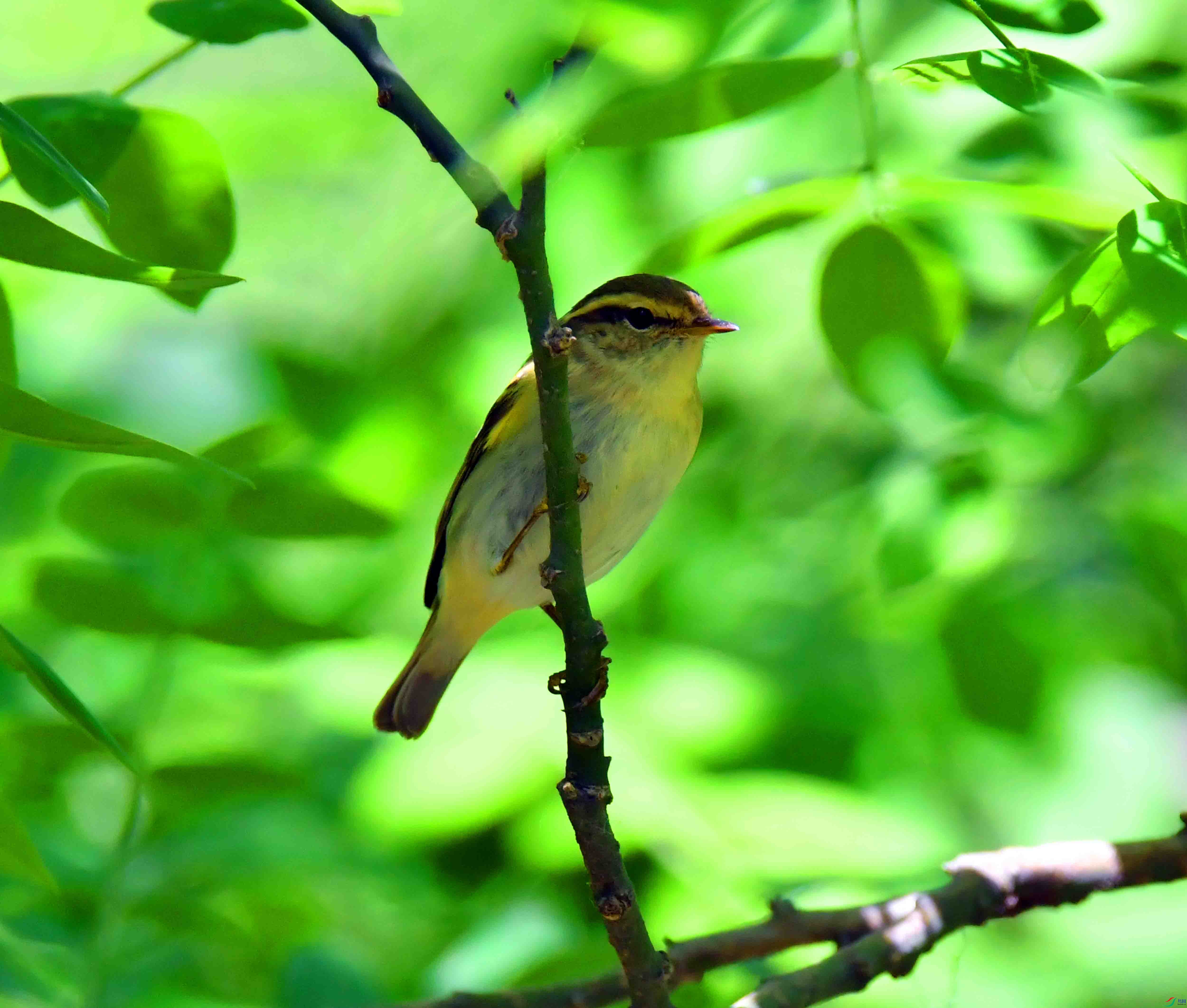 DSC_0471.JPG