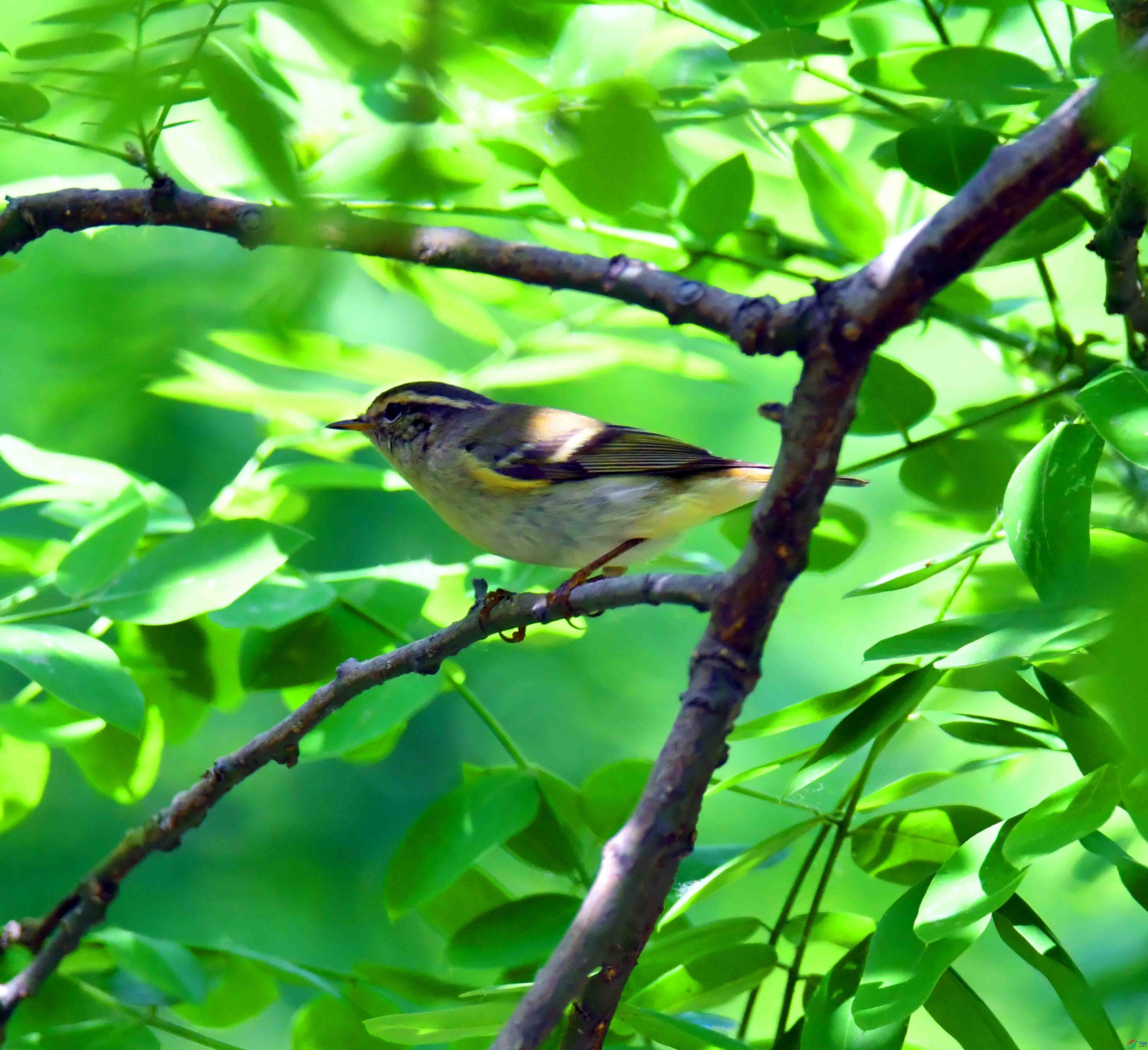 DSC_0485.JPG
