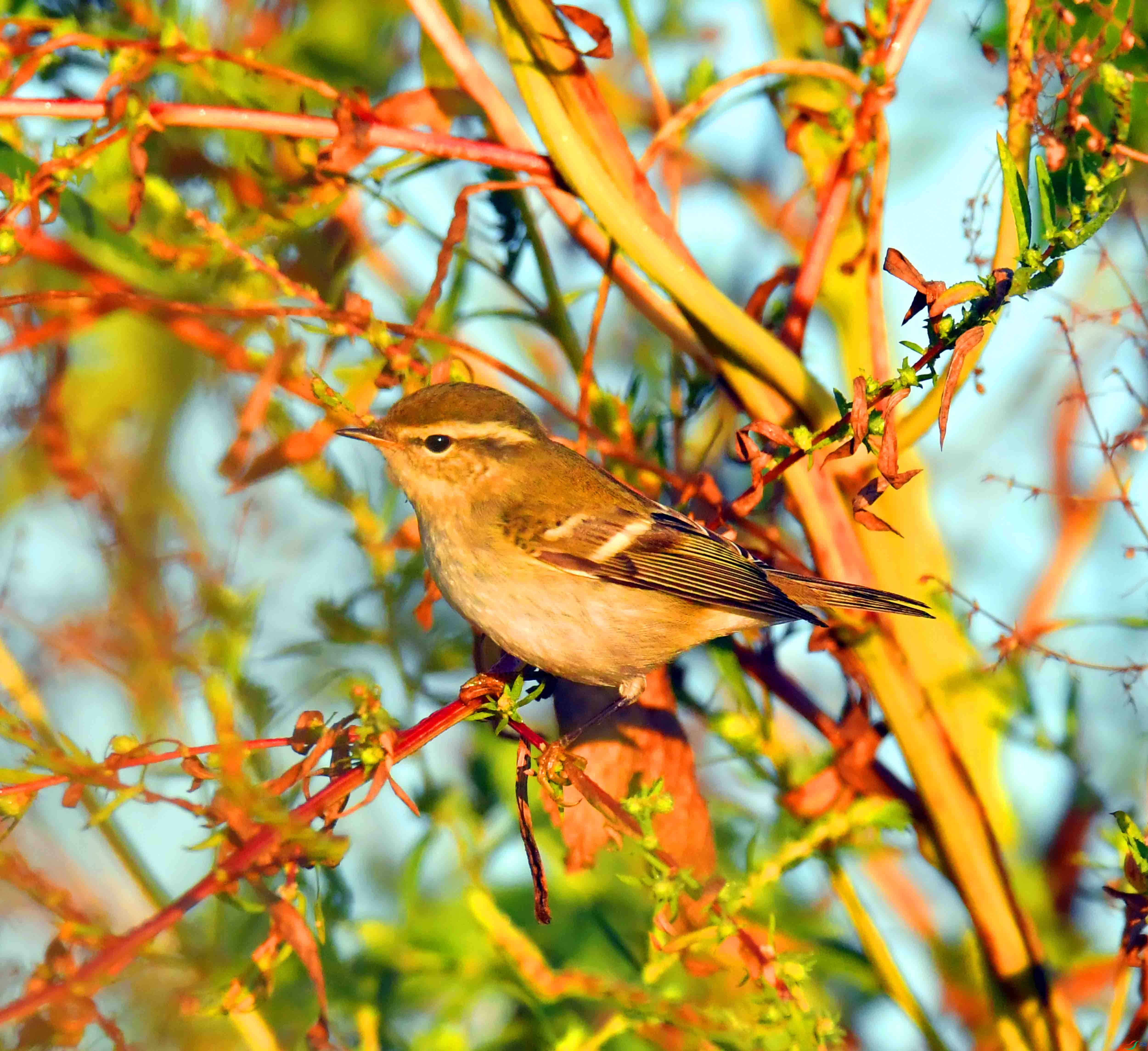 DSC_0935.JPG