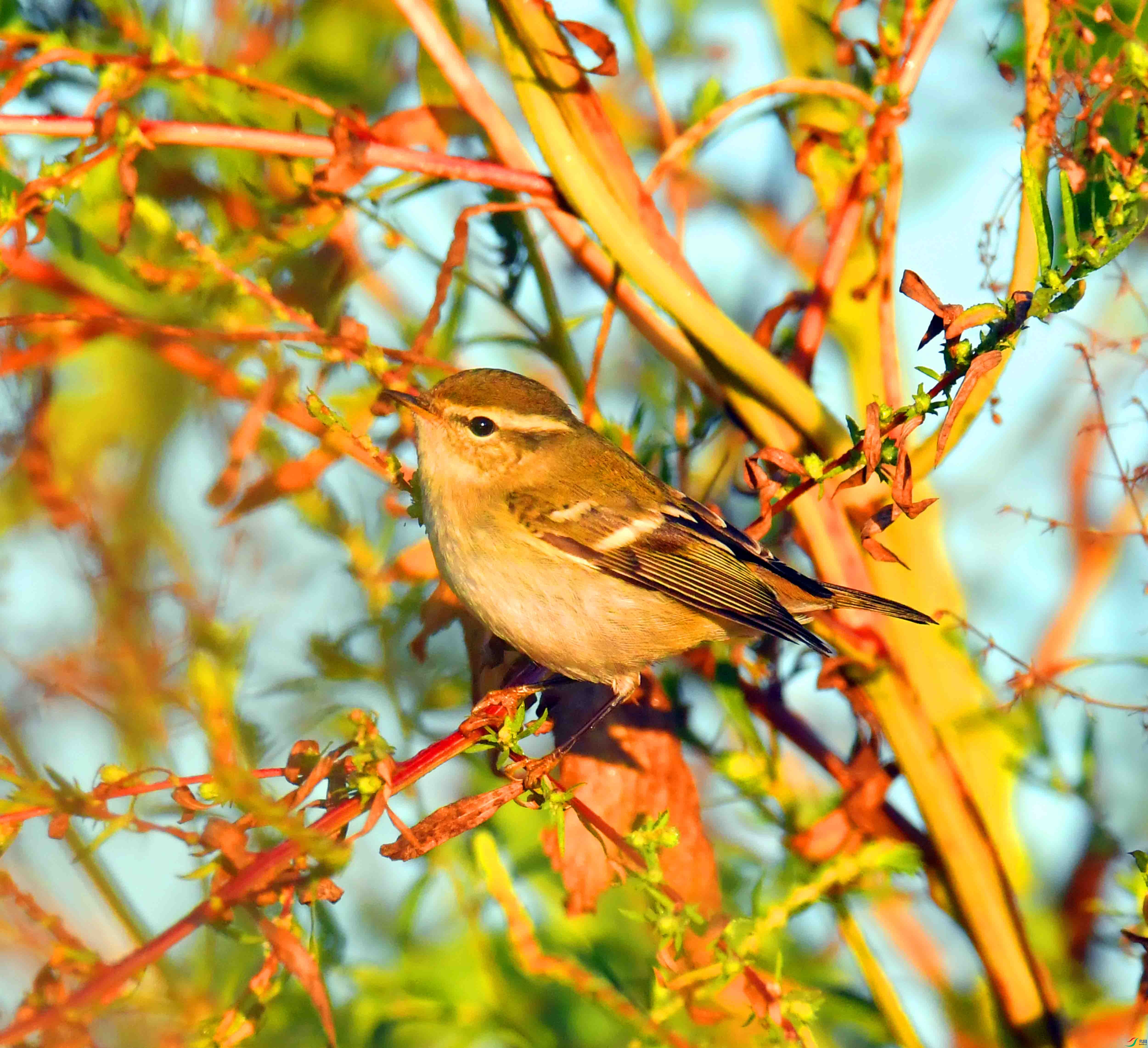 DSC_0938.JPG
