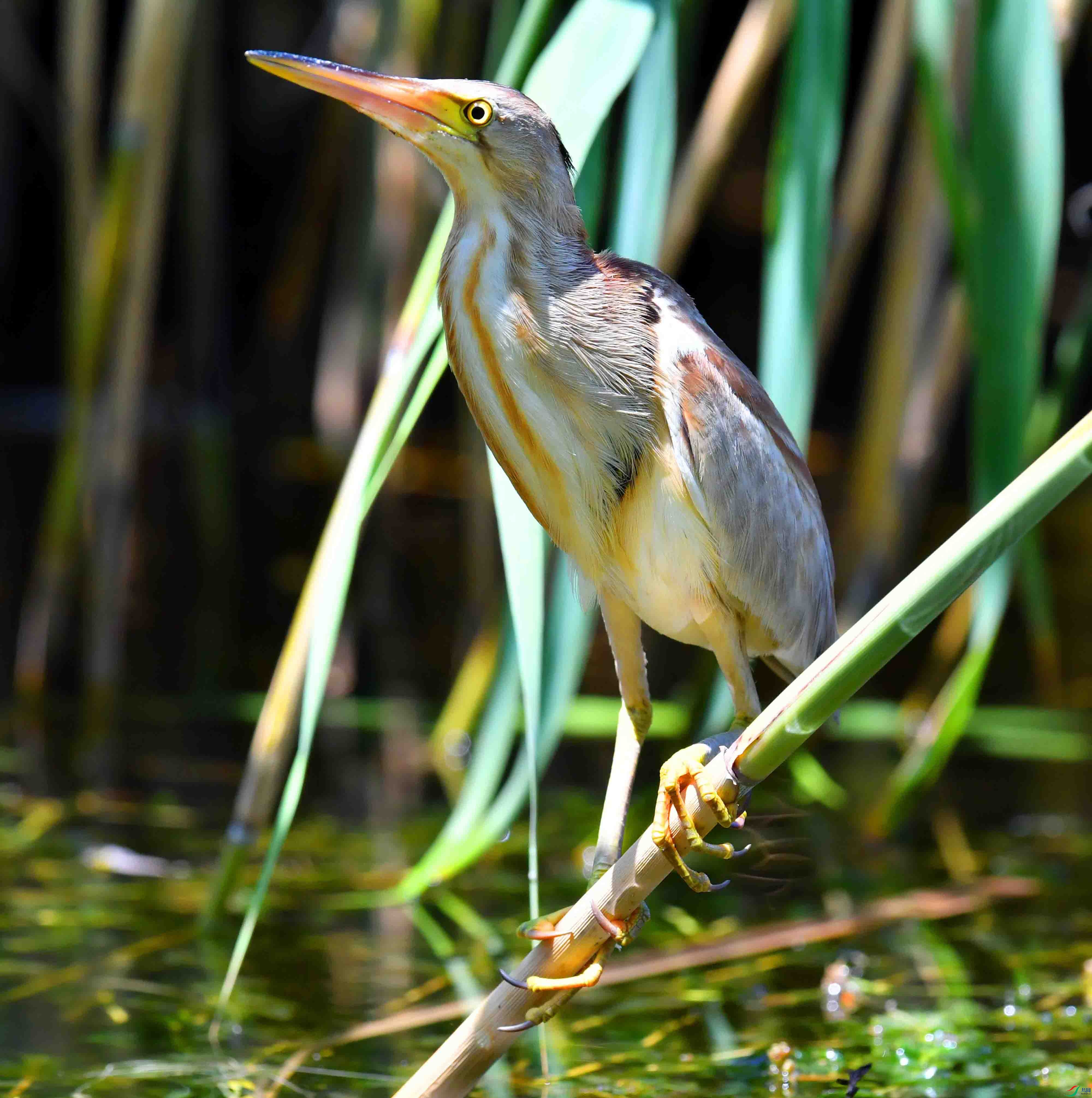 DSC_4745.JPG
