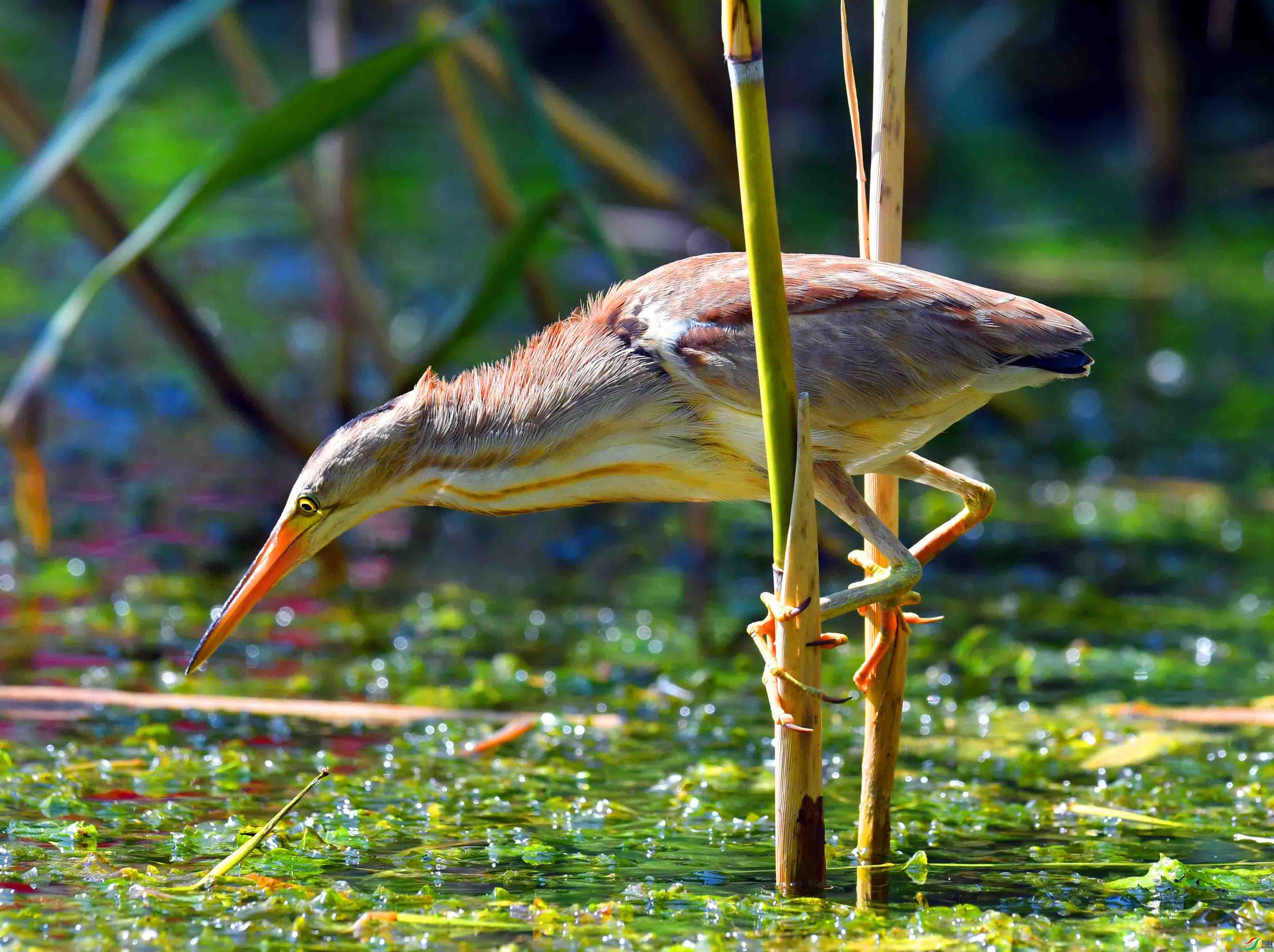 DSC_4820.JPG