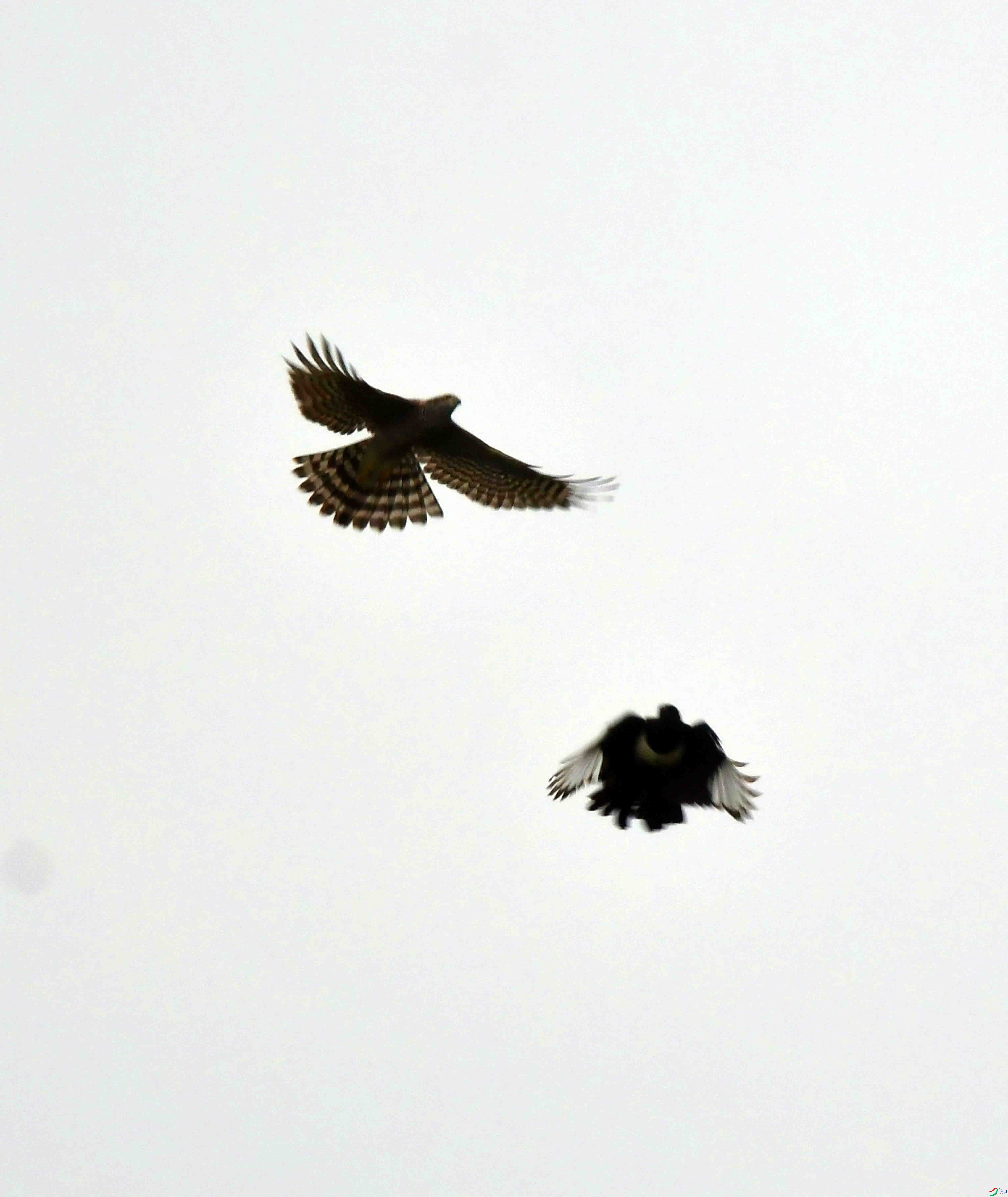 DSC_6669.JPG