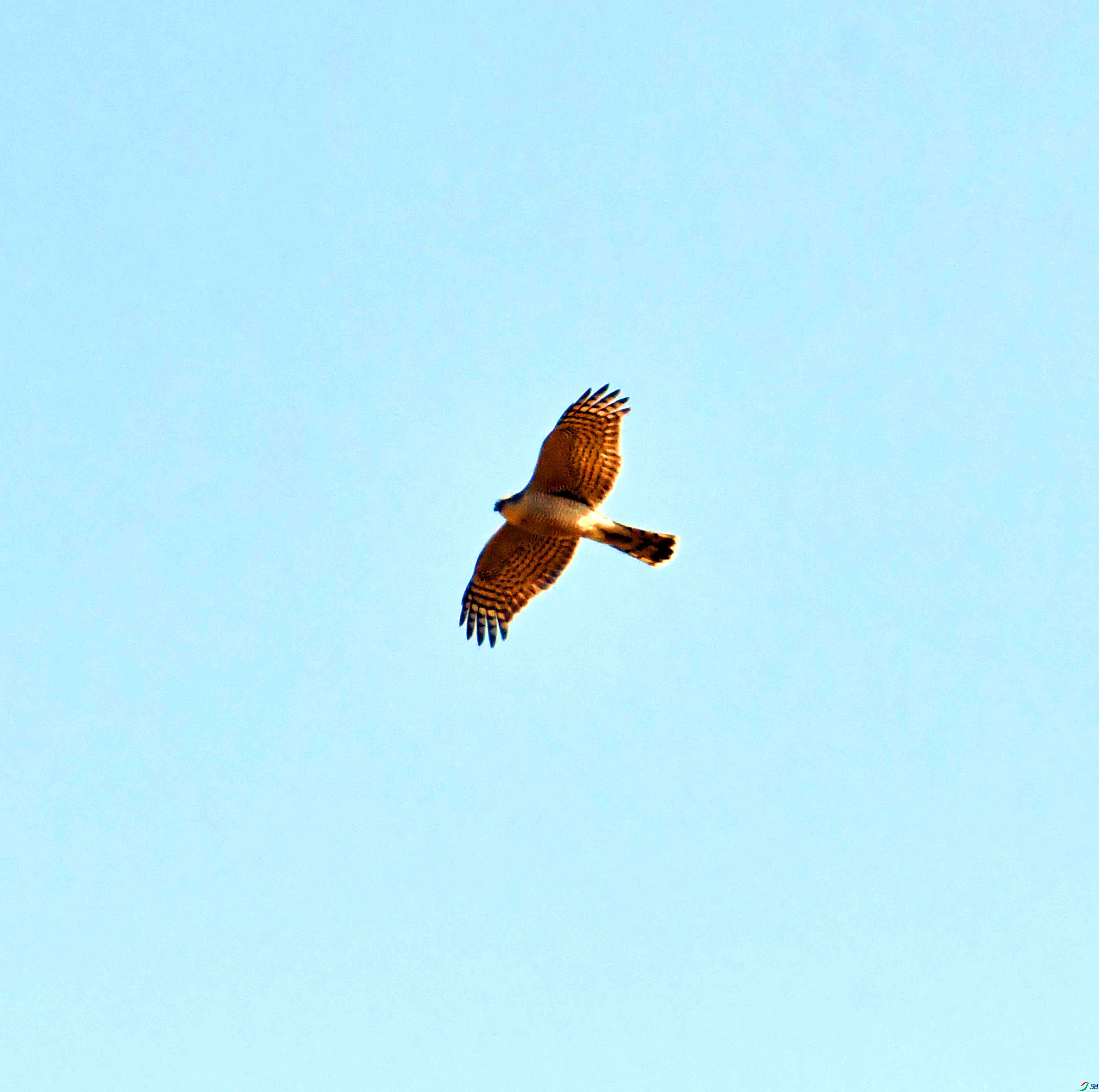 DSC_1104.JPG