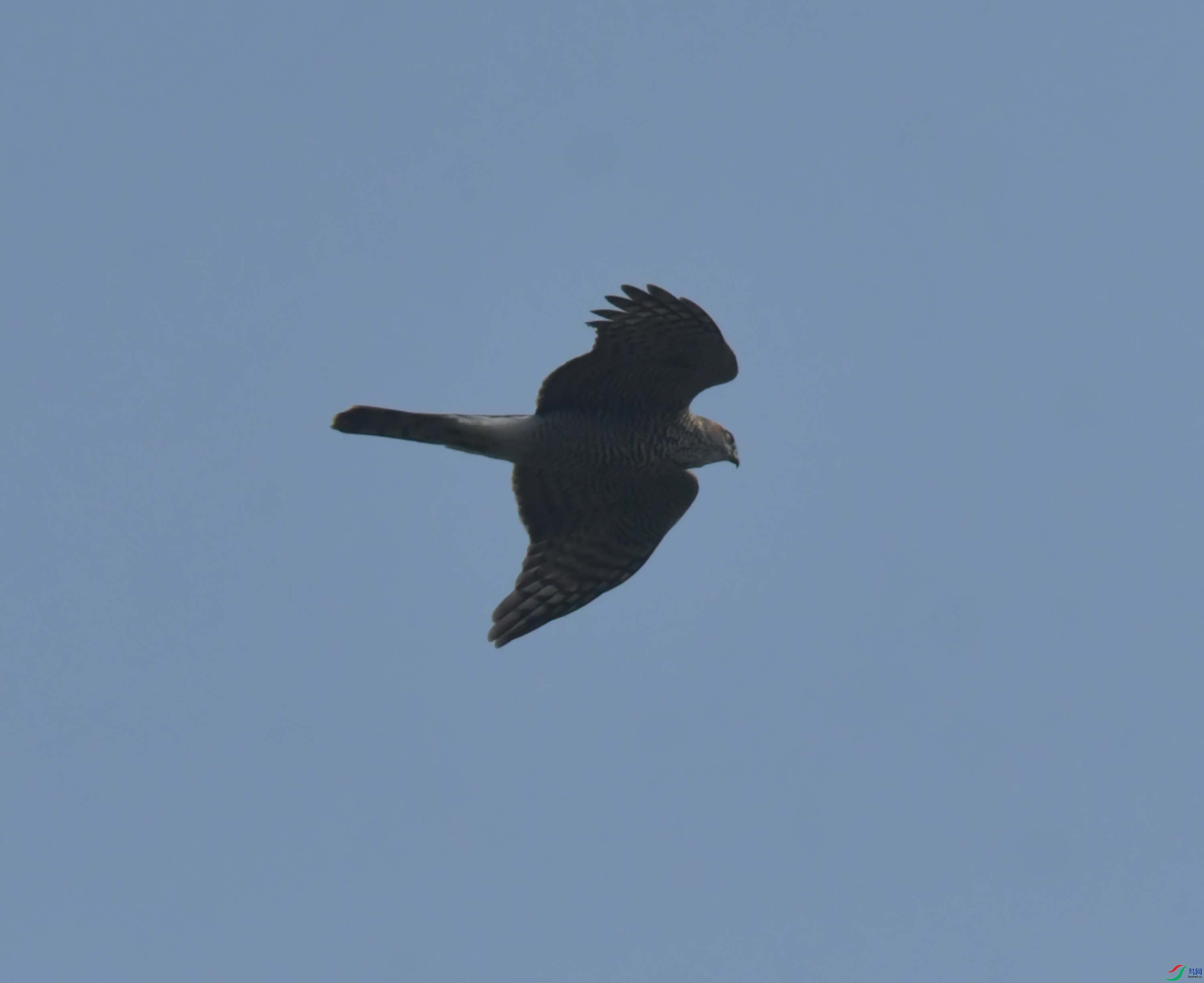 DSC_7233.JPG