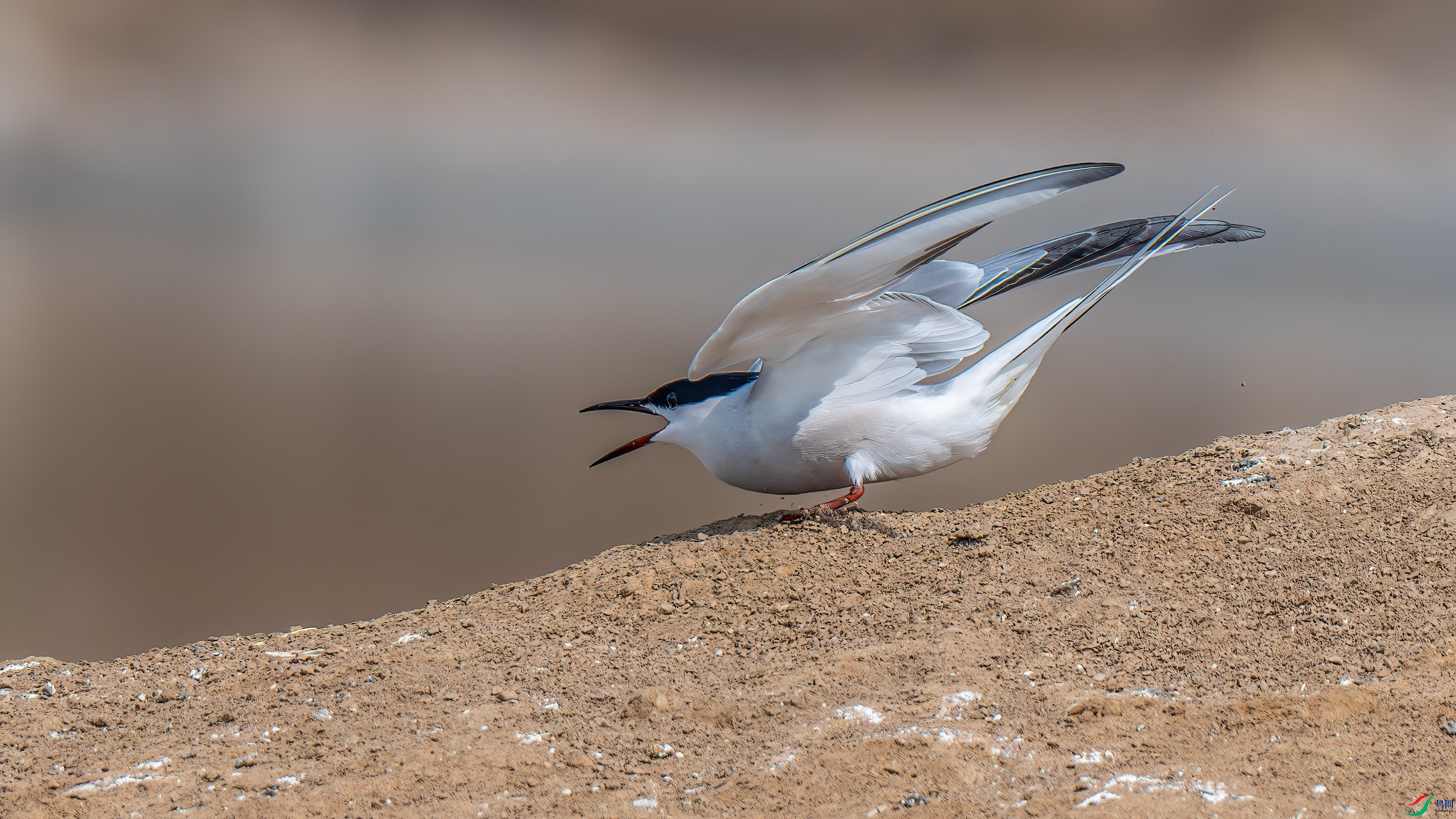 DSC_7840-����ǿ-NR.jpg