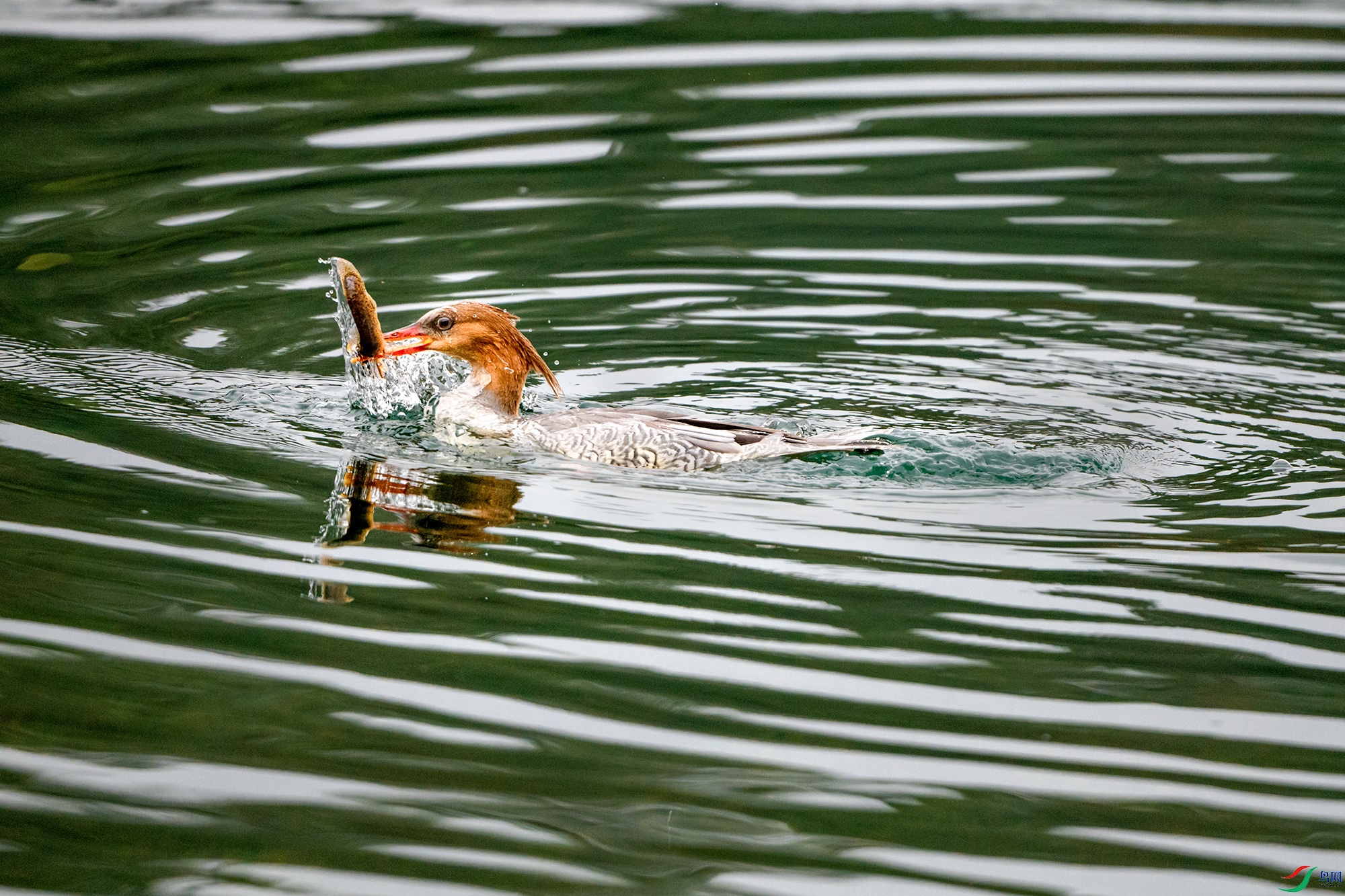 DSC_9806a ����2222222.jpg