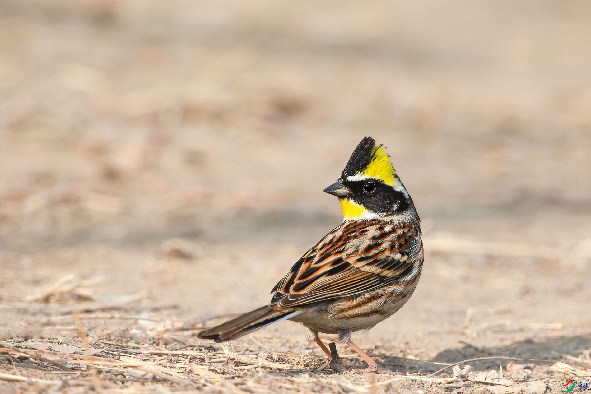 AQ4P8540-1.jpg