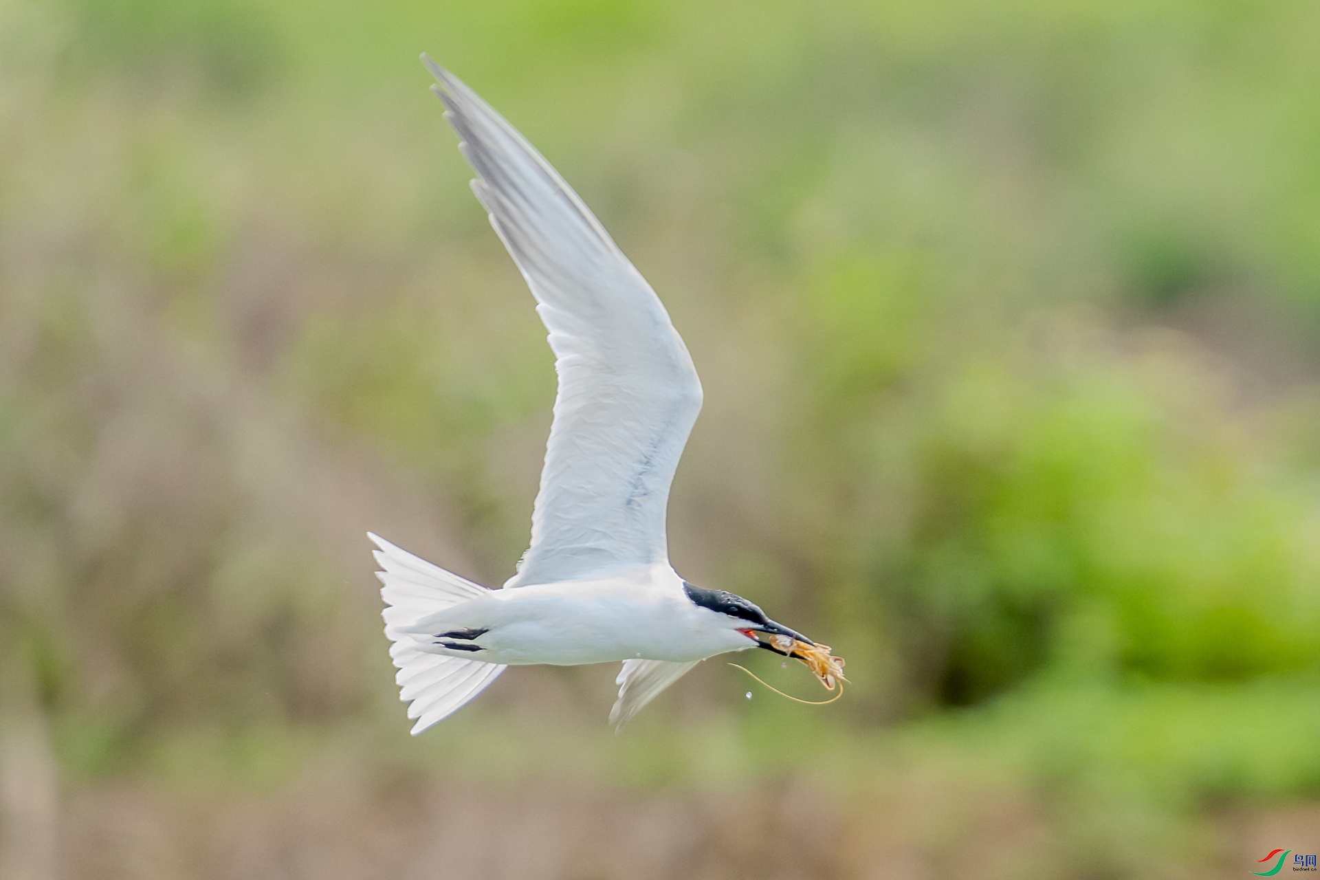 DSC04861-1.jpg