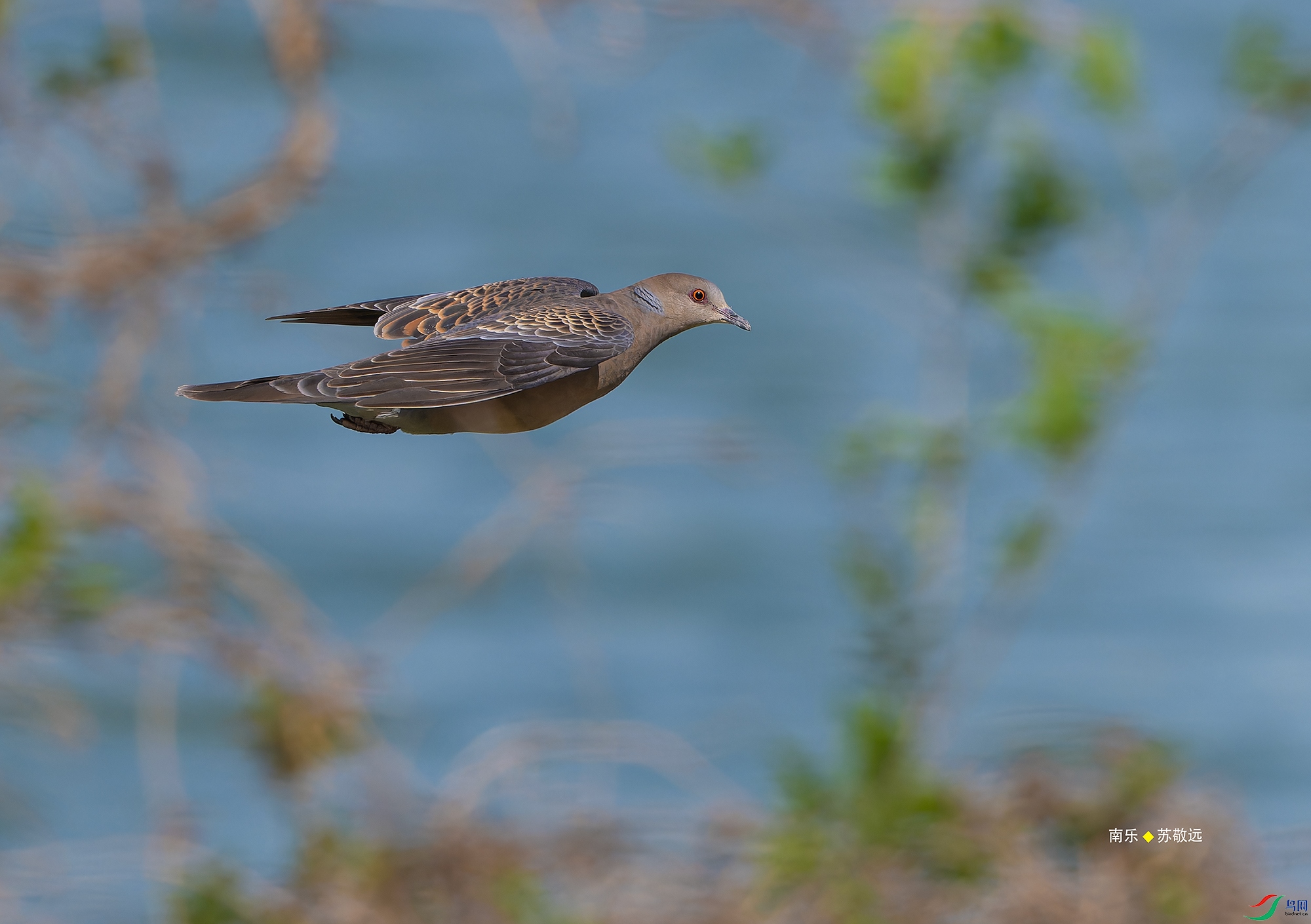 _DSC6925-NEF_DxO_С.jpg