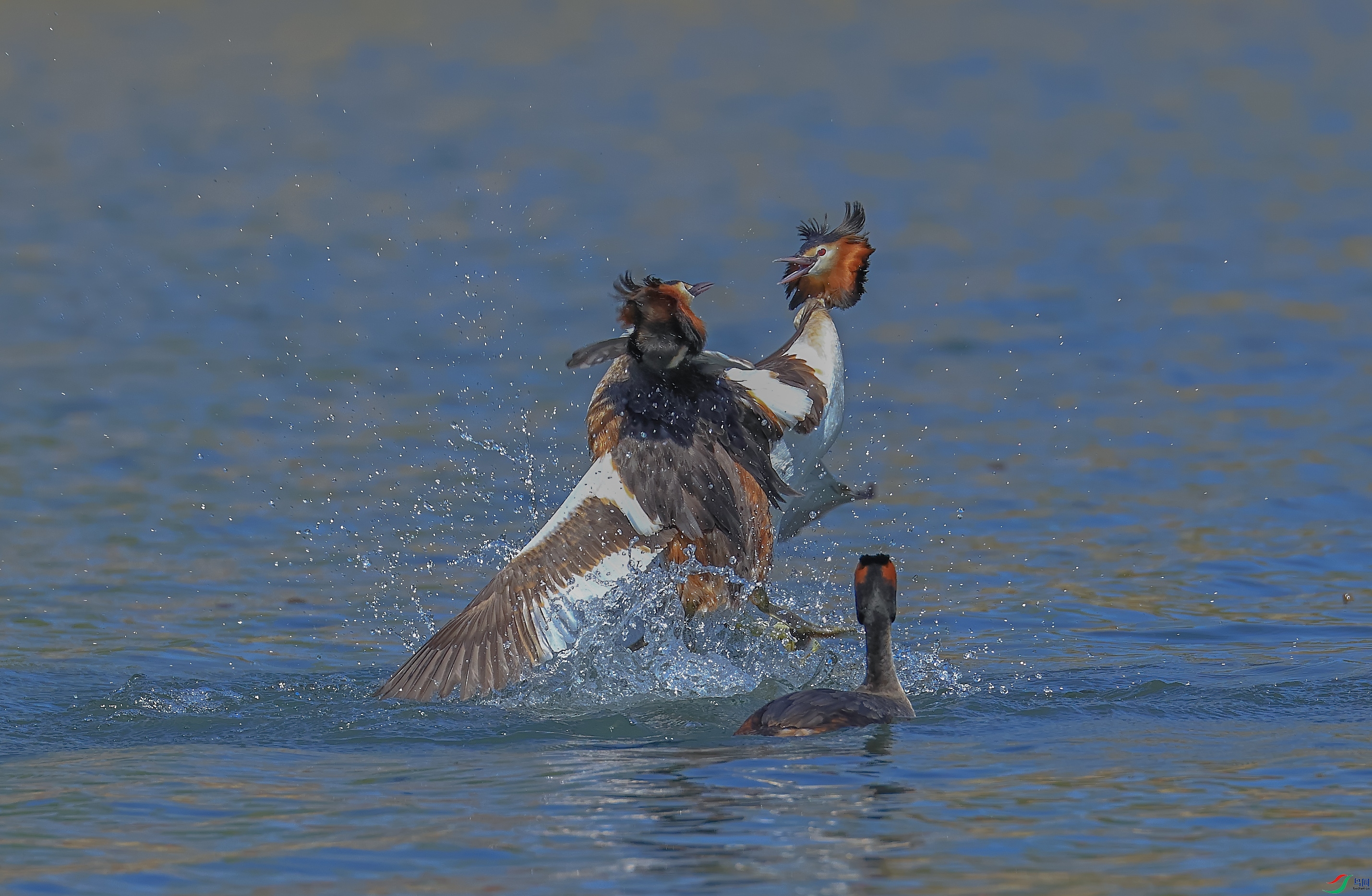 L10A0048 ����.jpg