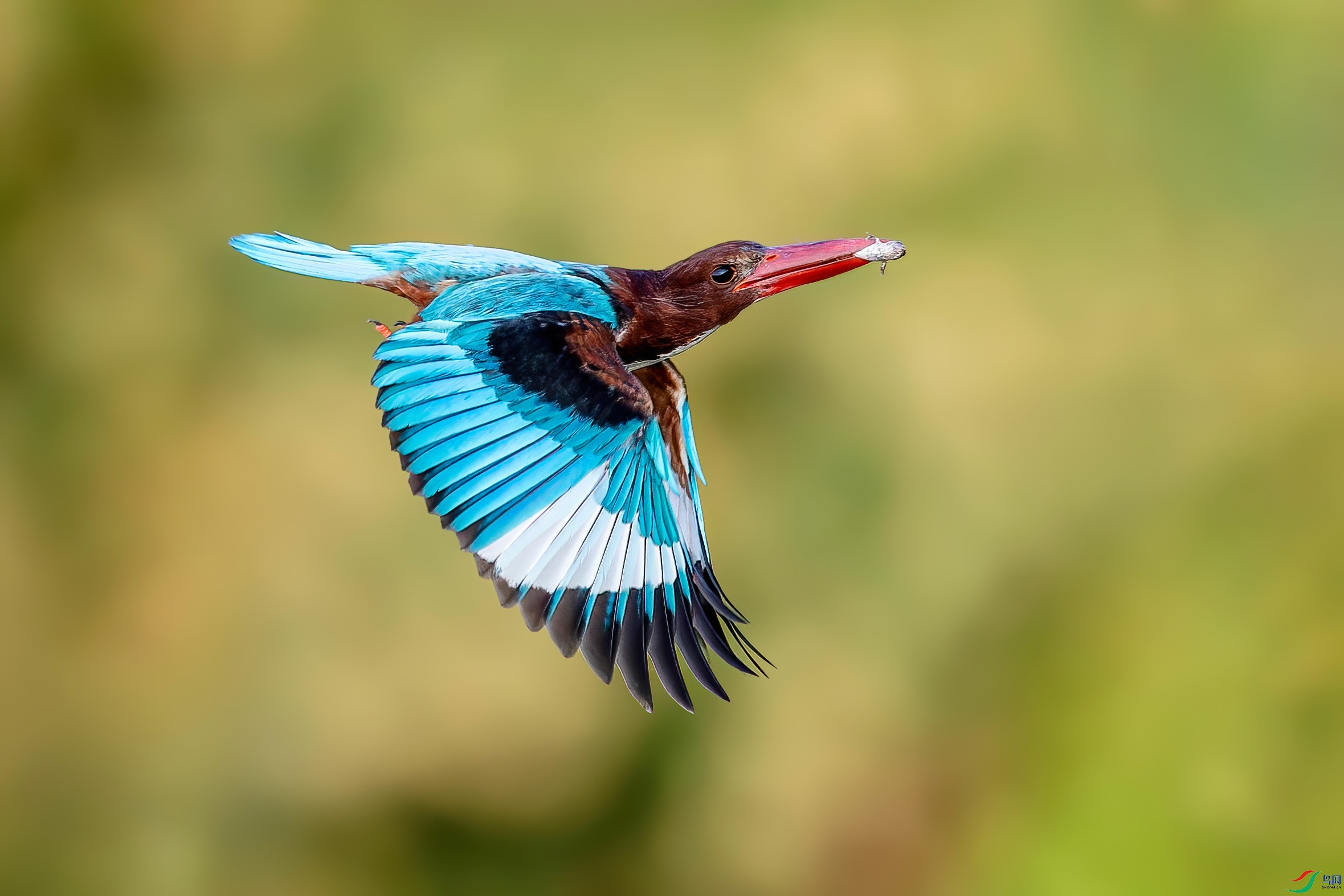 ������� ����.jpg