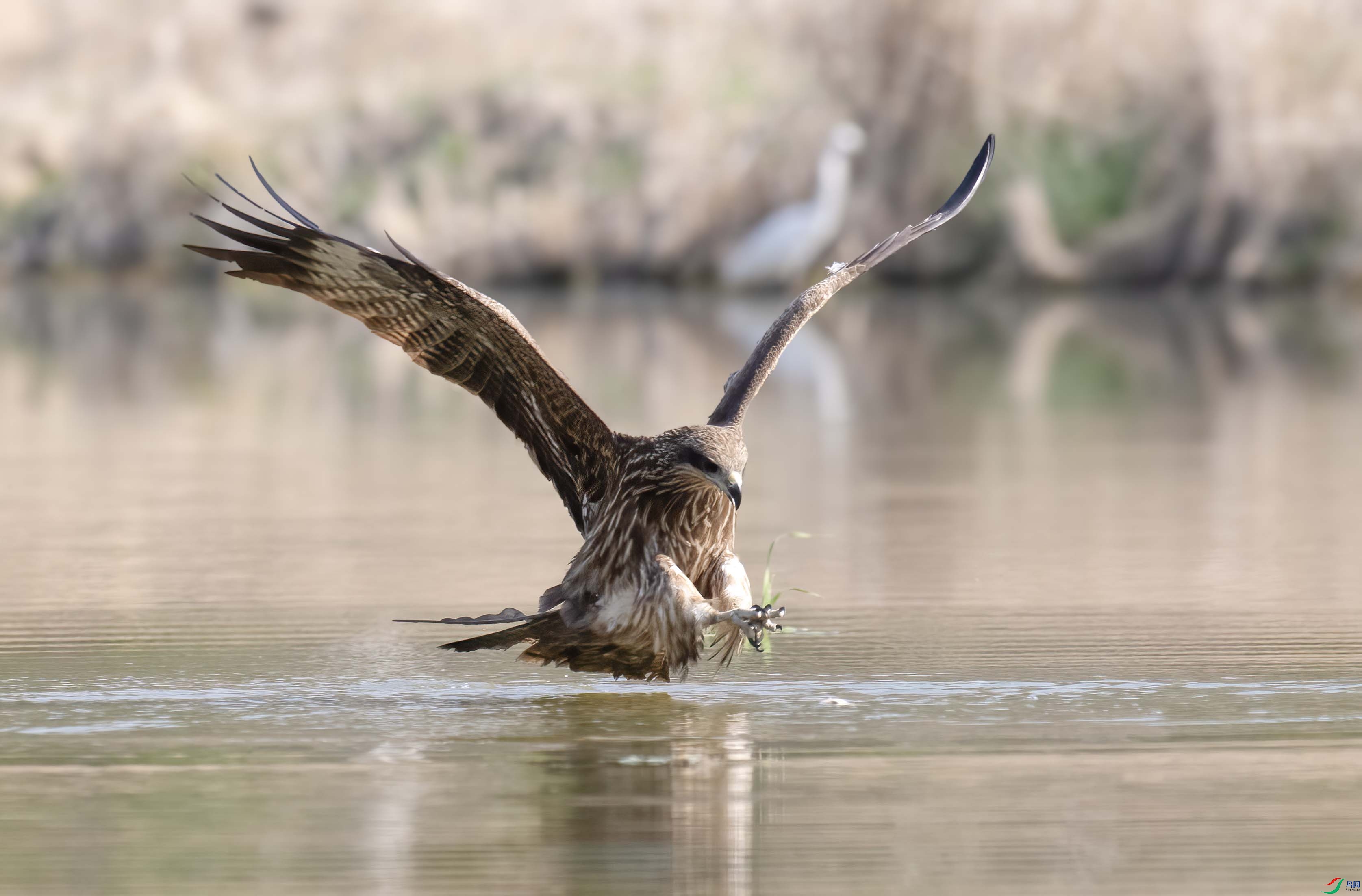 DSC_6952 ����.jpg