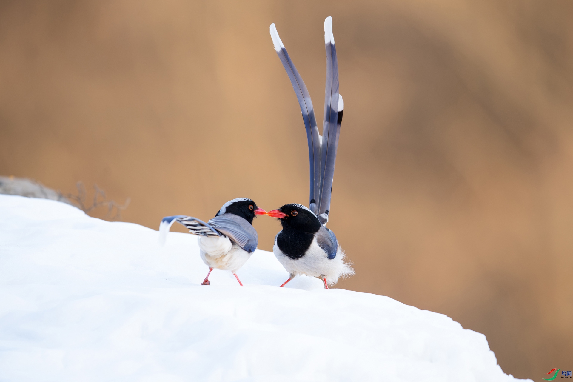 DSC_4622-����ǿ-NR.jpg