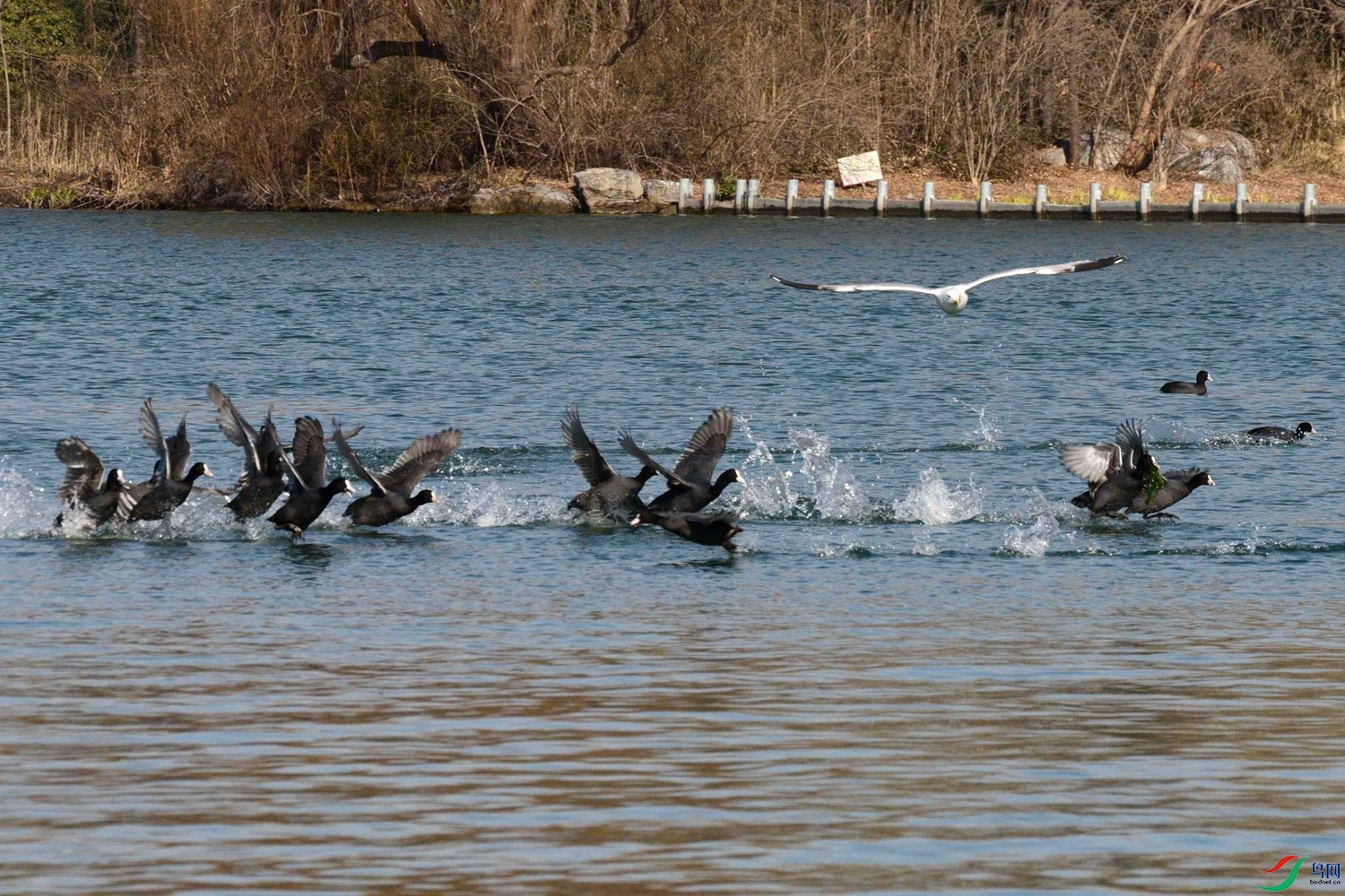 DSC_1033.JPG