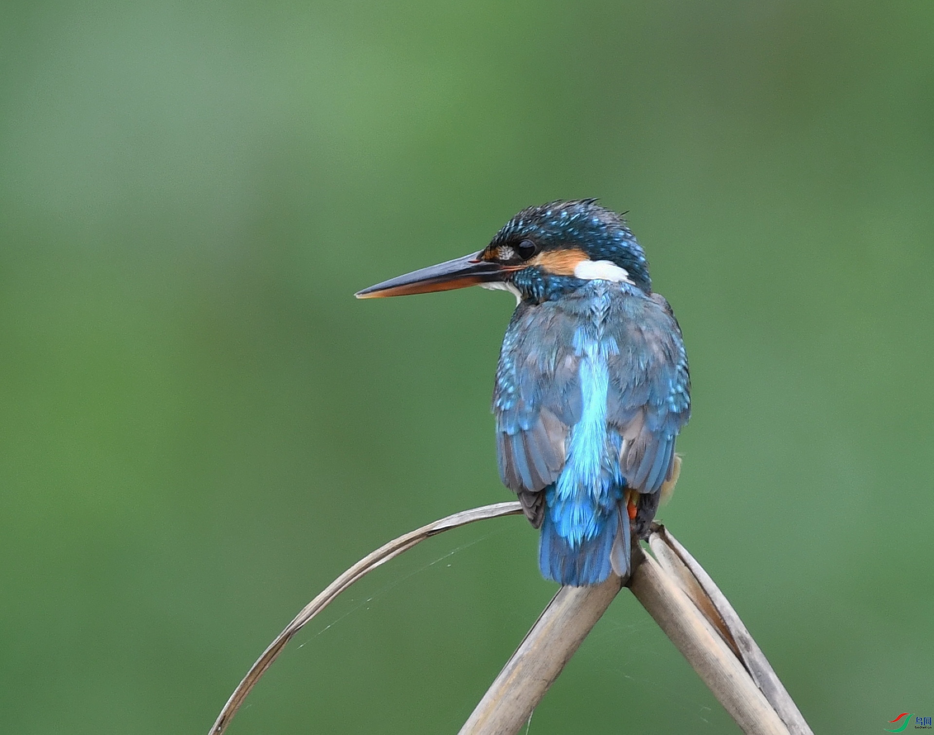 DSC_4503.jpg