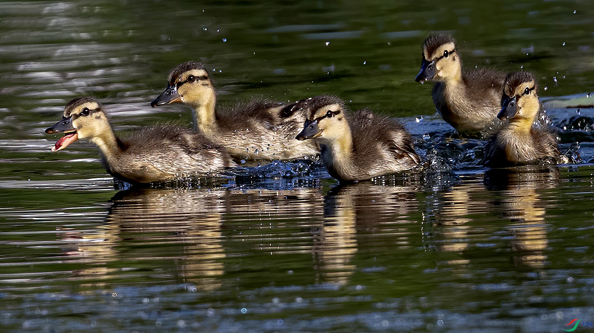 DSC_9499-.jpg