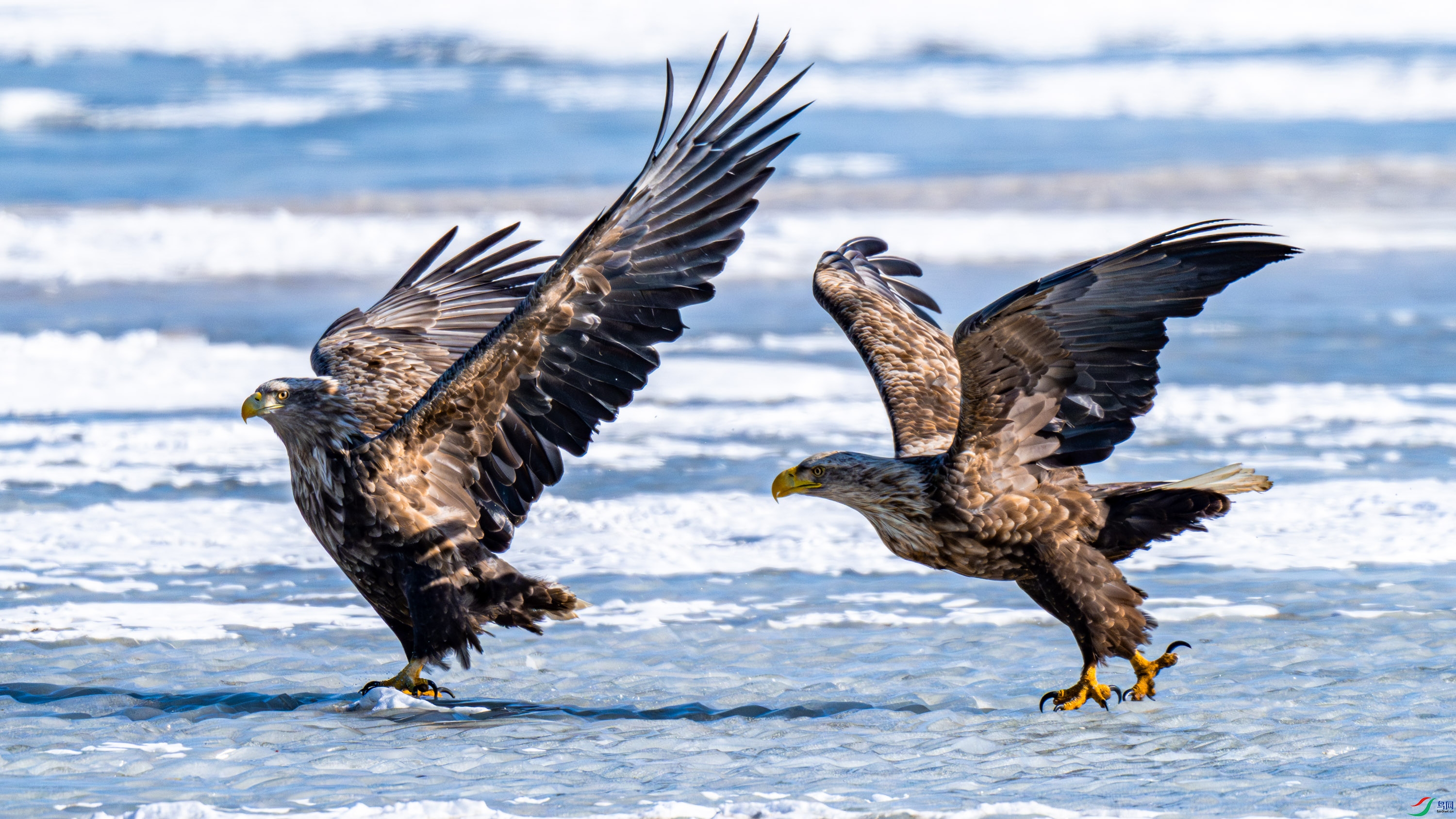 ��β����