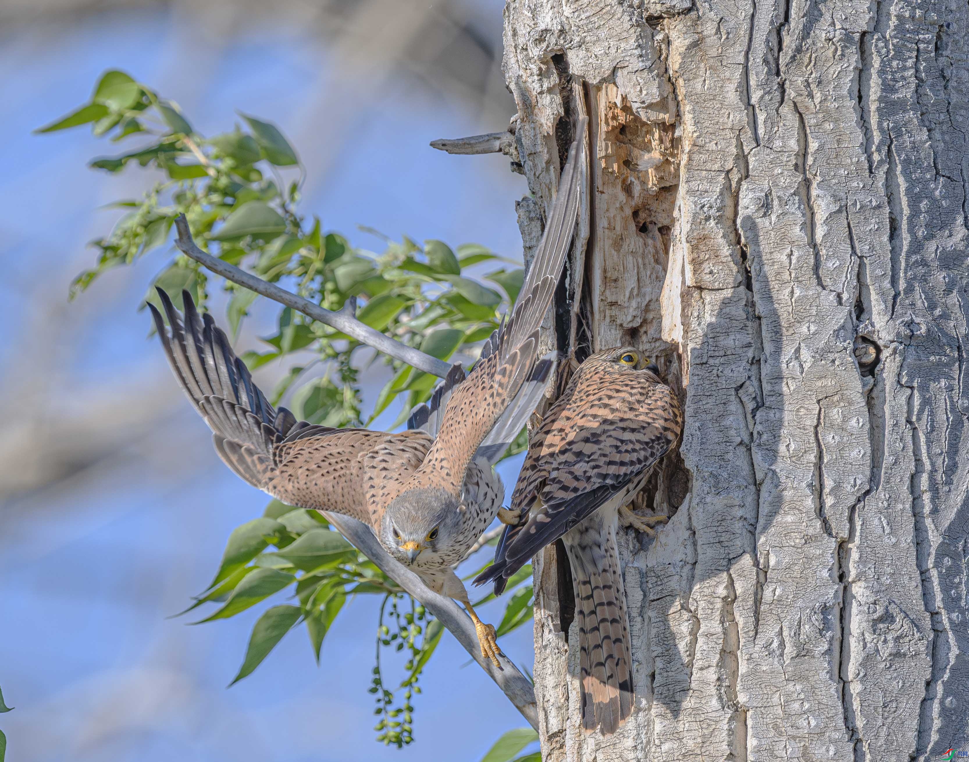 DSC_4474-����ǿ-NR ����.jpg