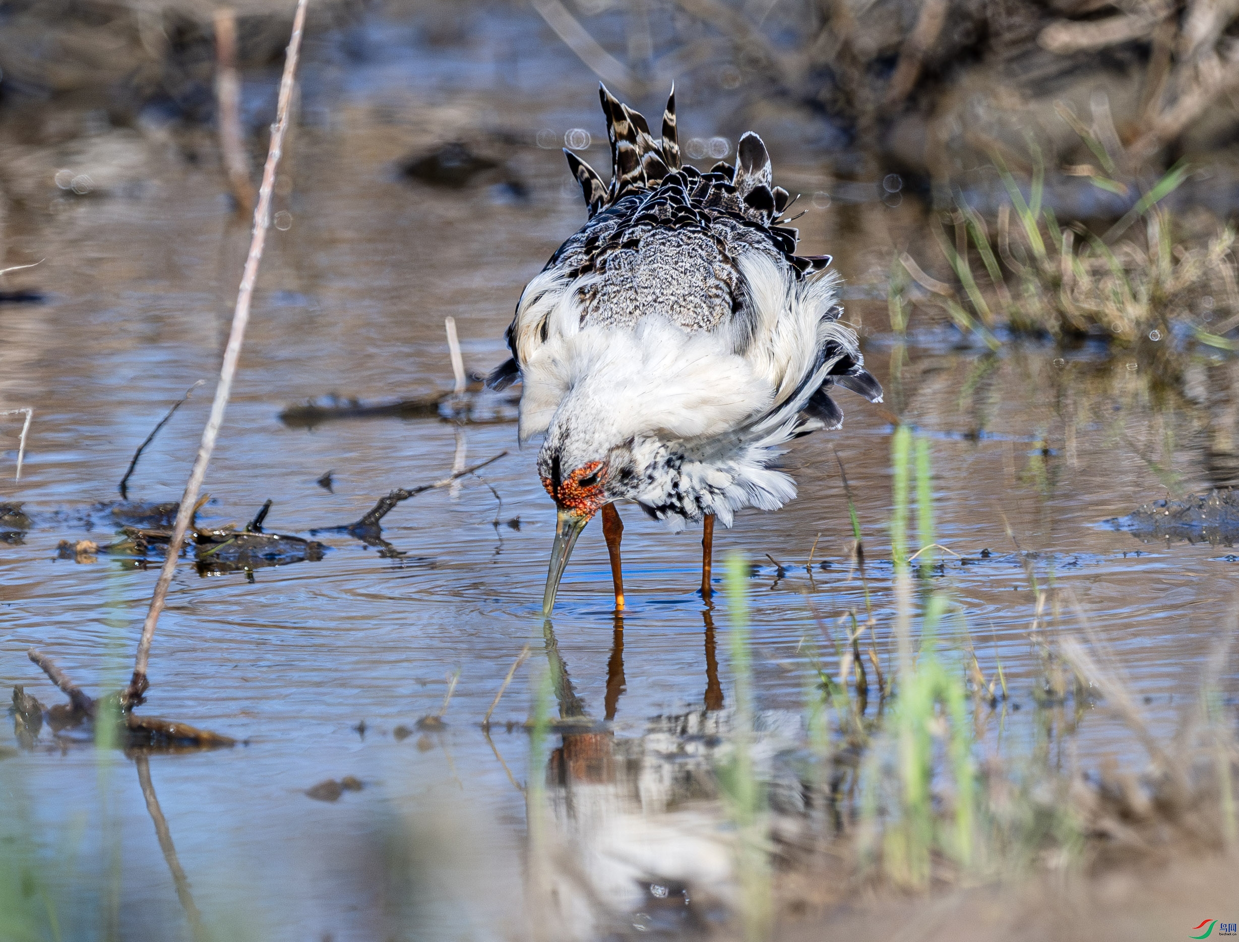 DSC_2884-����ǿ-NR ����.jpg