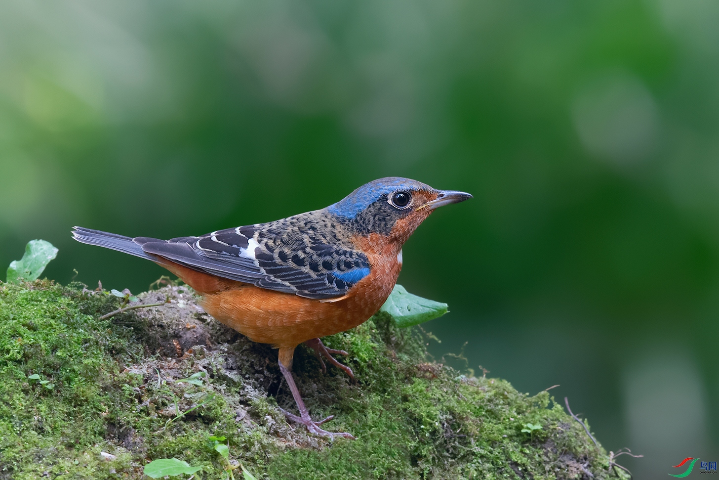 DSC_1139_DxOa.jpg