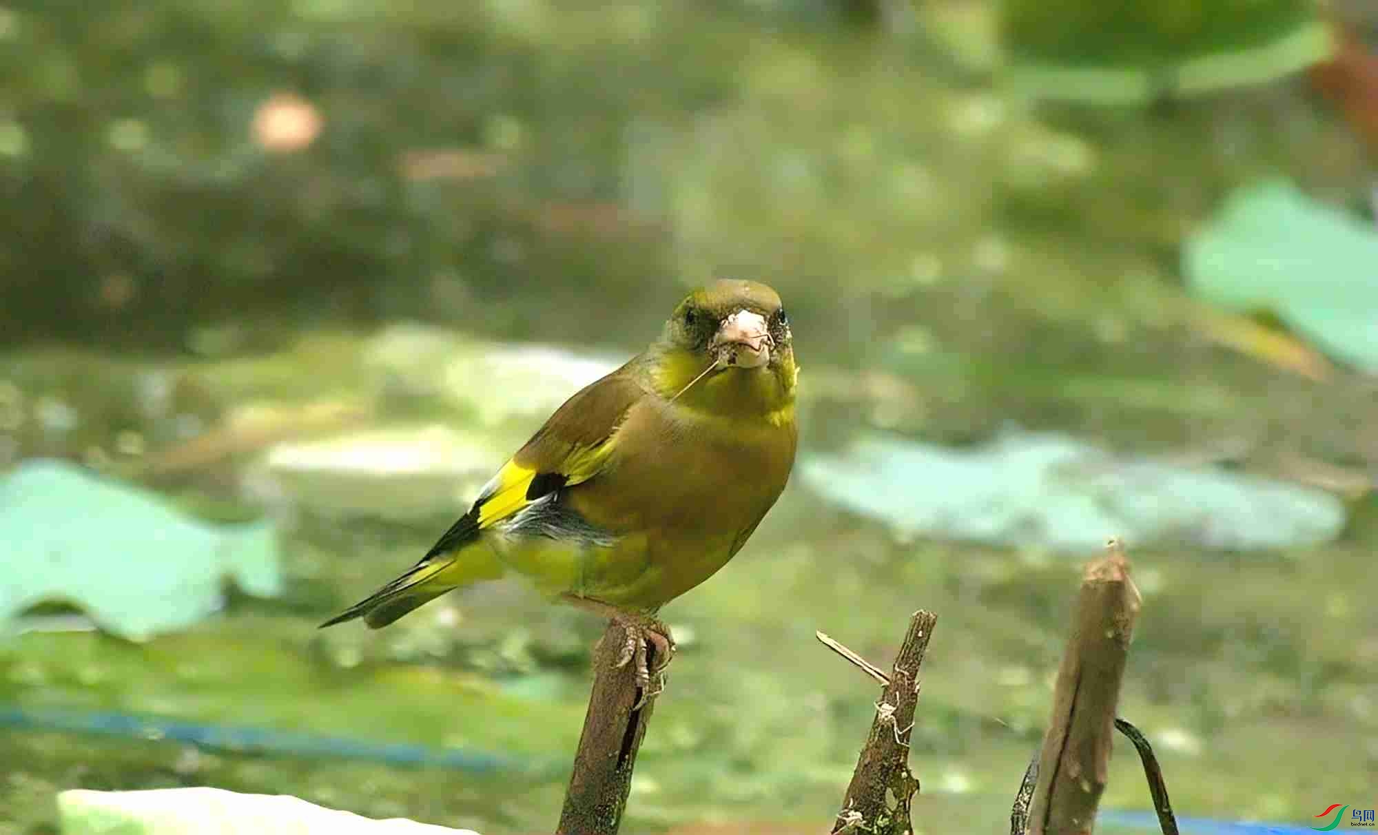 DSC01062_����_����.jpg
