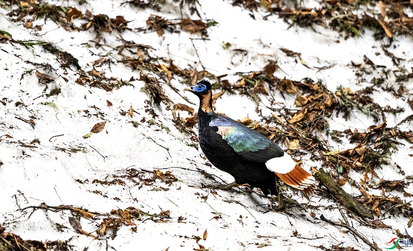 DSC_3685 ����.jpg