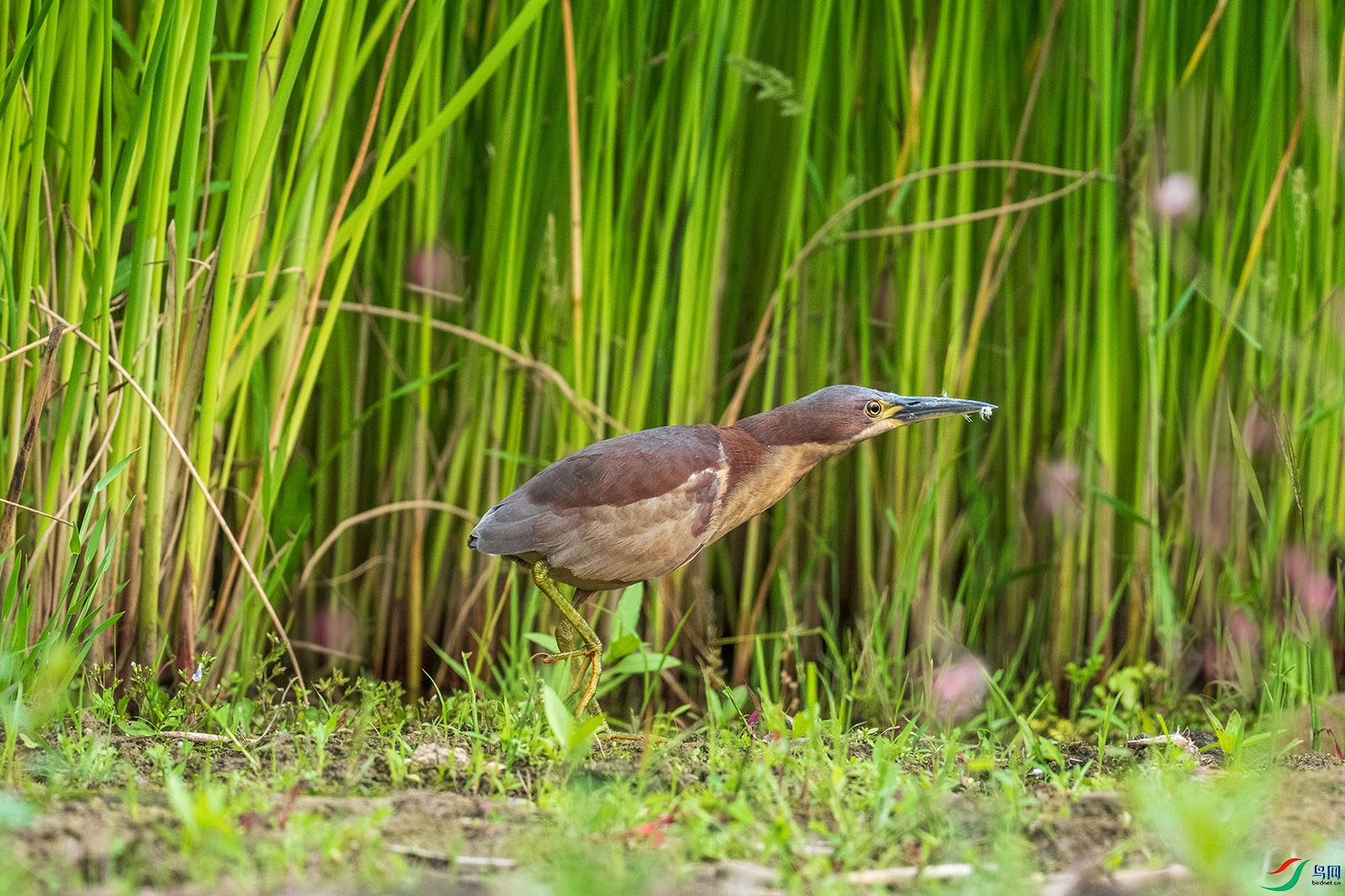 _DSC6086-1.jpg
