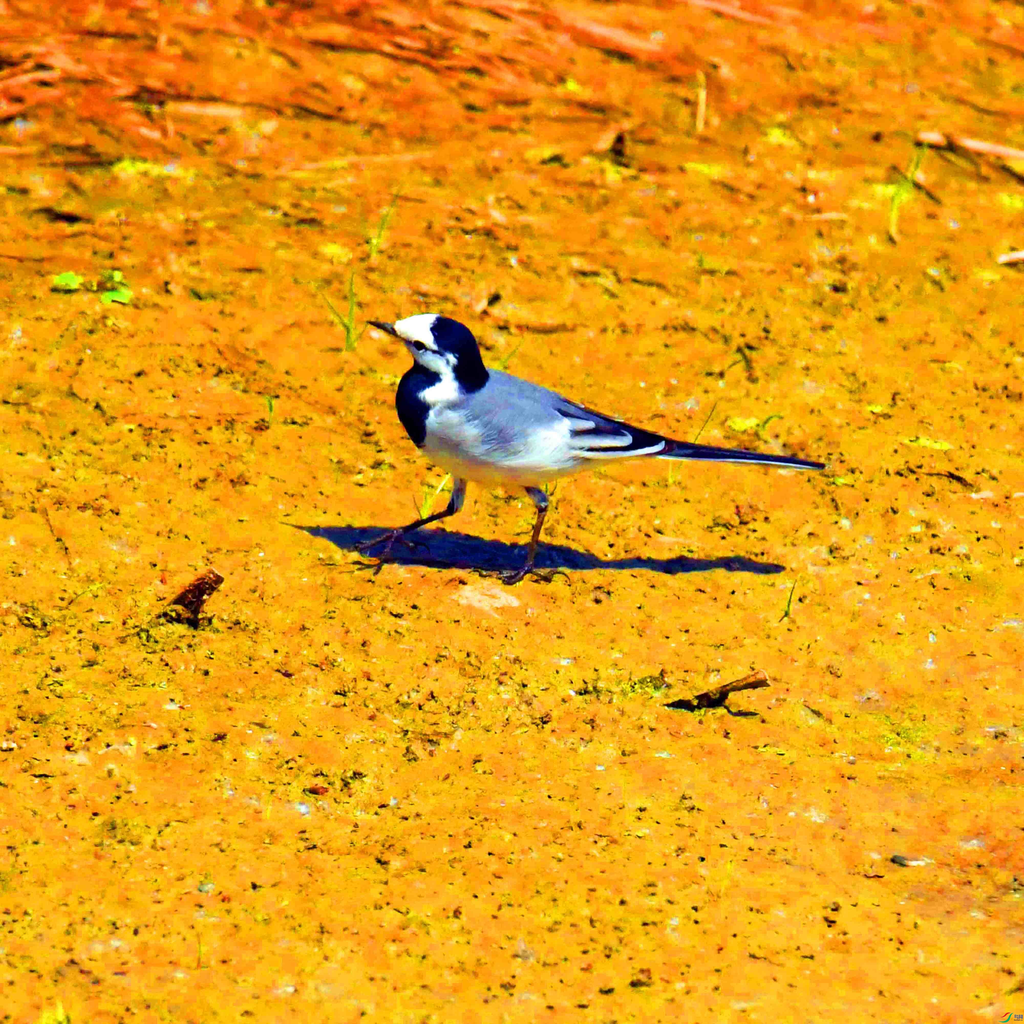 DSC_0359.JPG