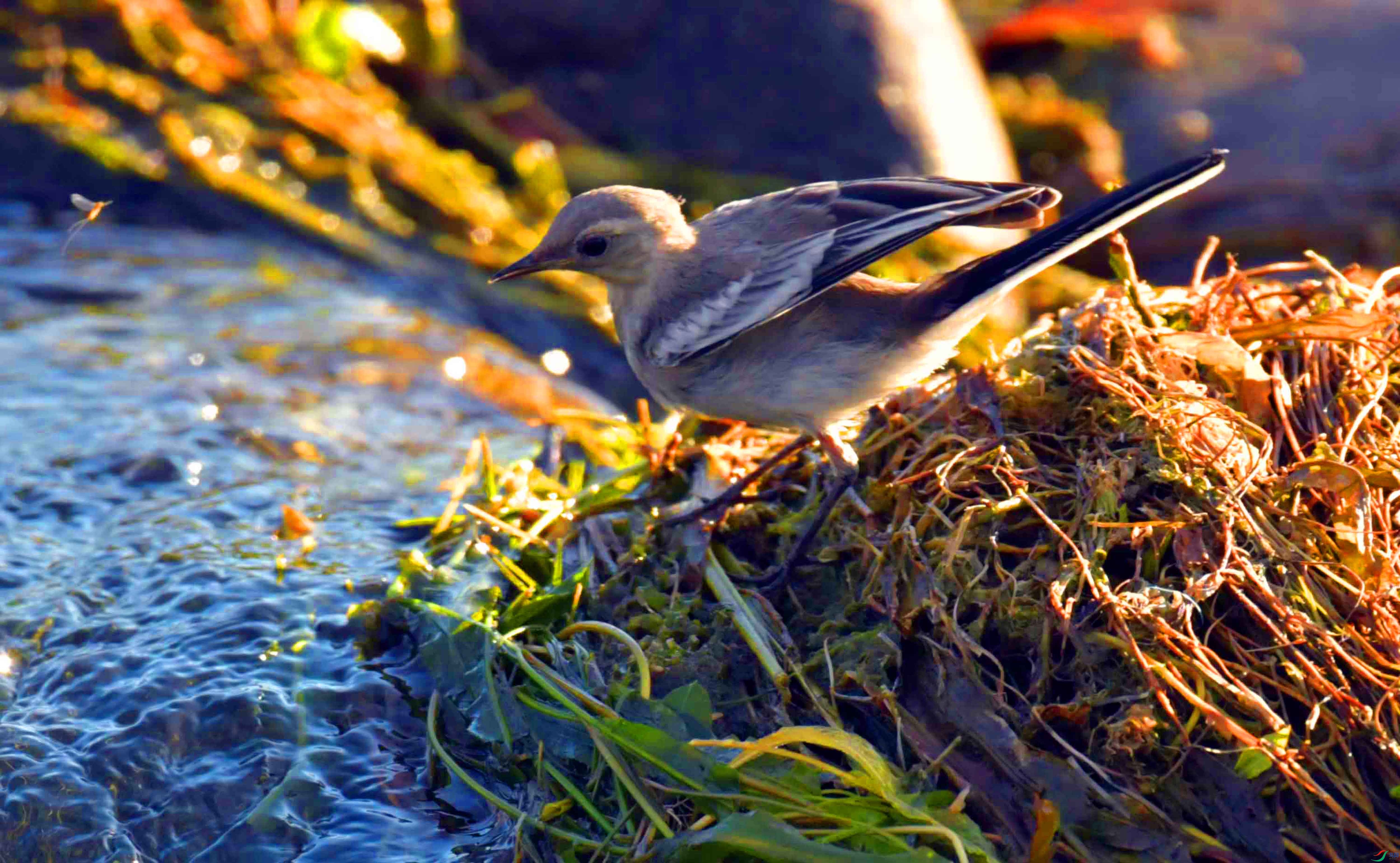 DSC_0584.JPG