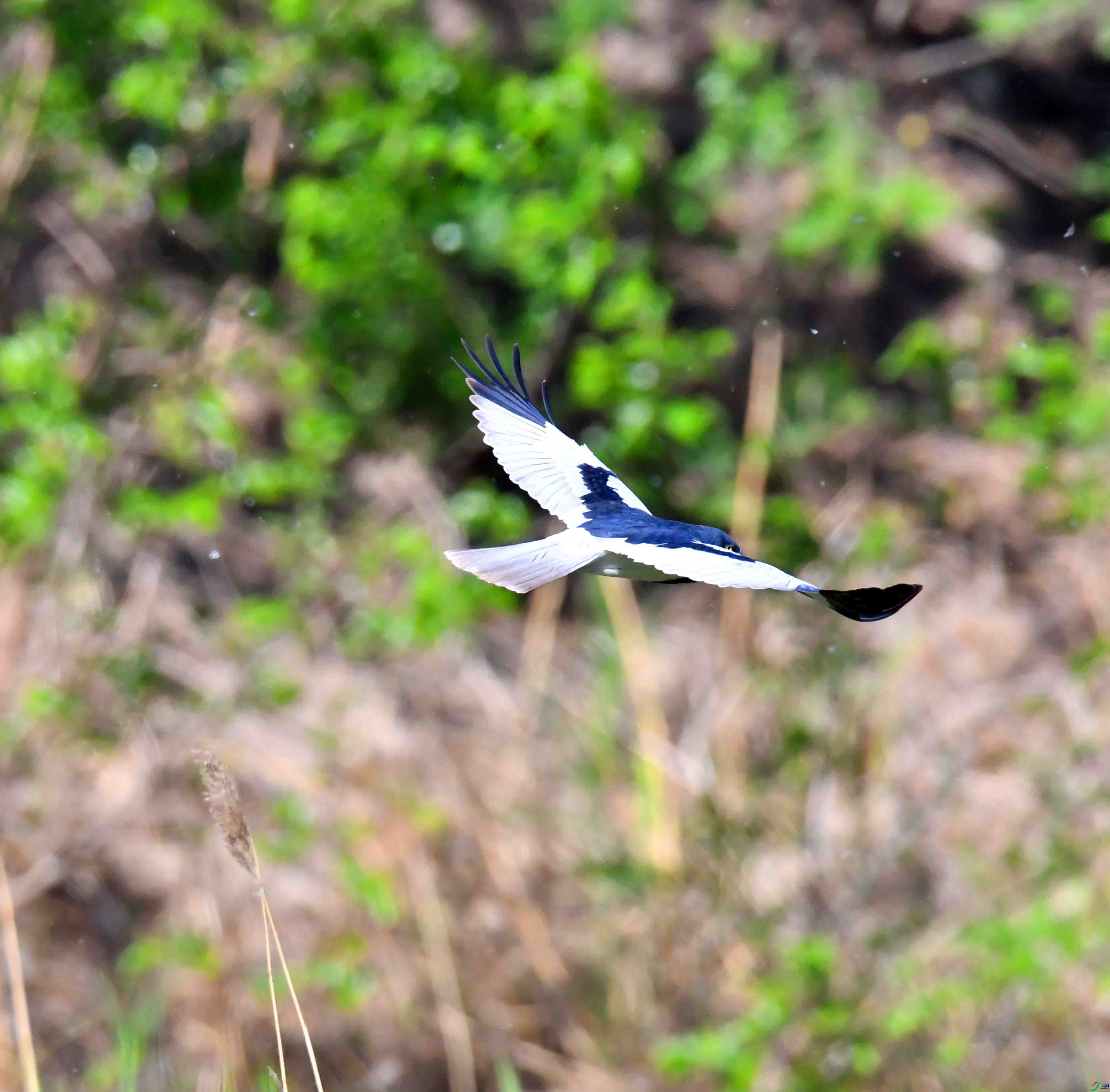 DSC_6365.JPG