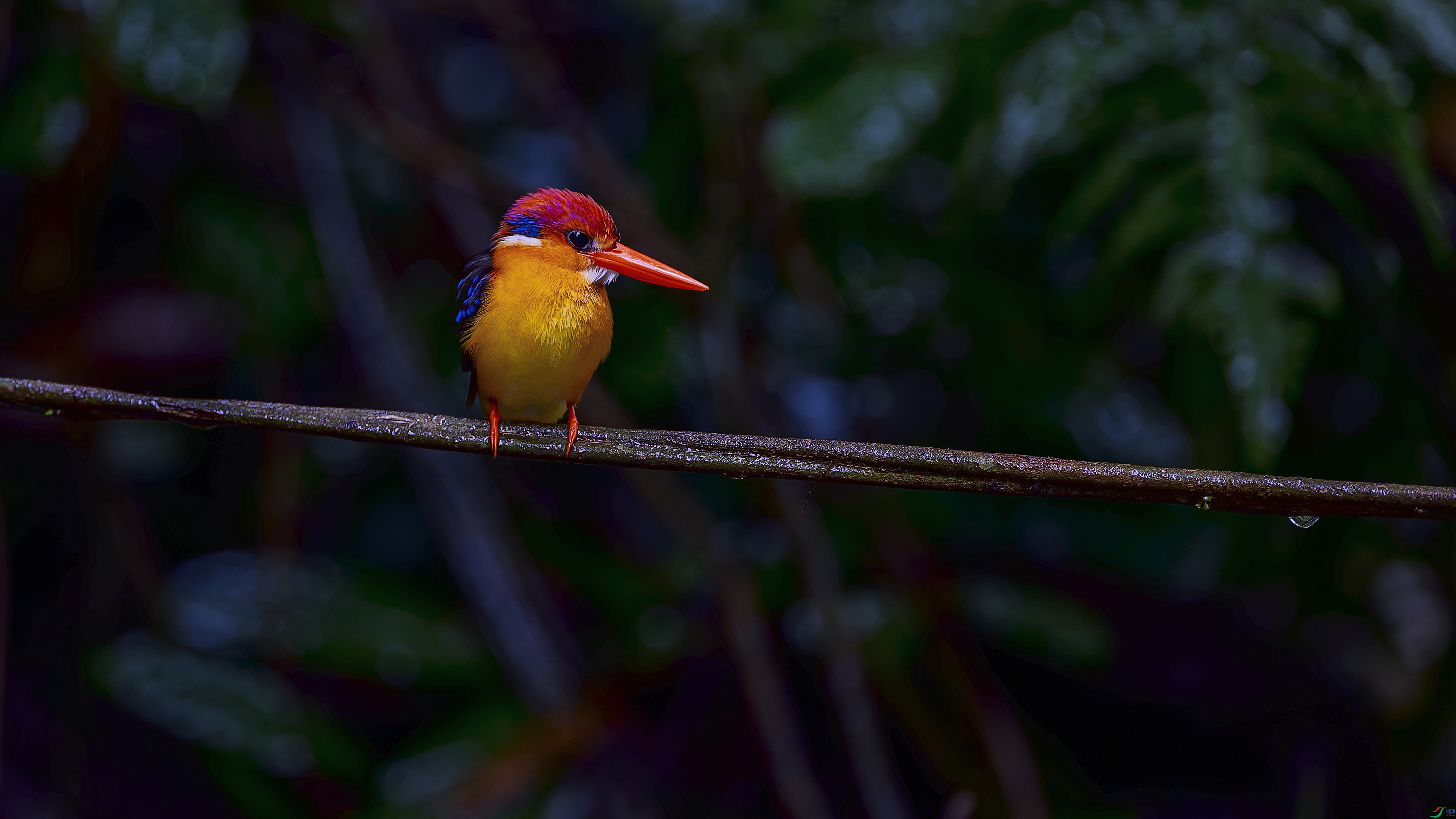 Ư������ֺ����