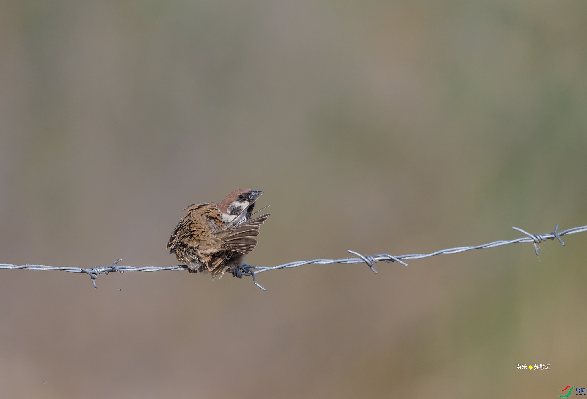 20250424-_DSC7030С.jpg
