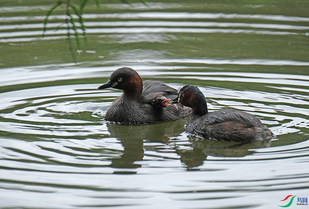 DSCF8350.1.jpg