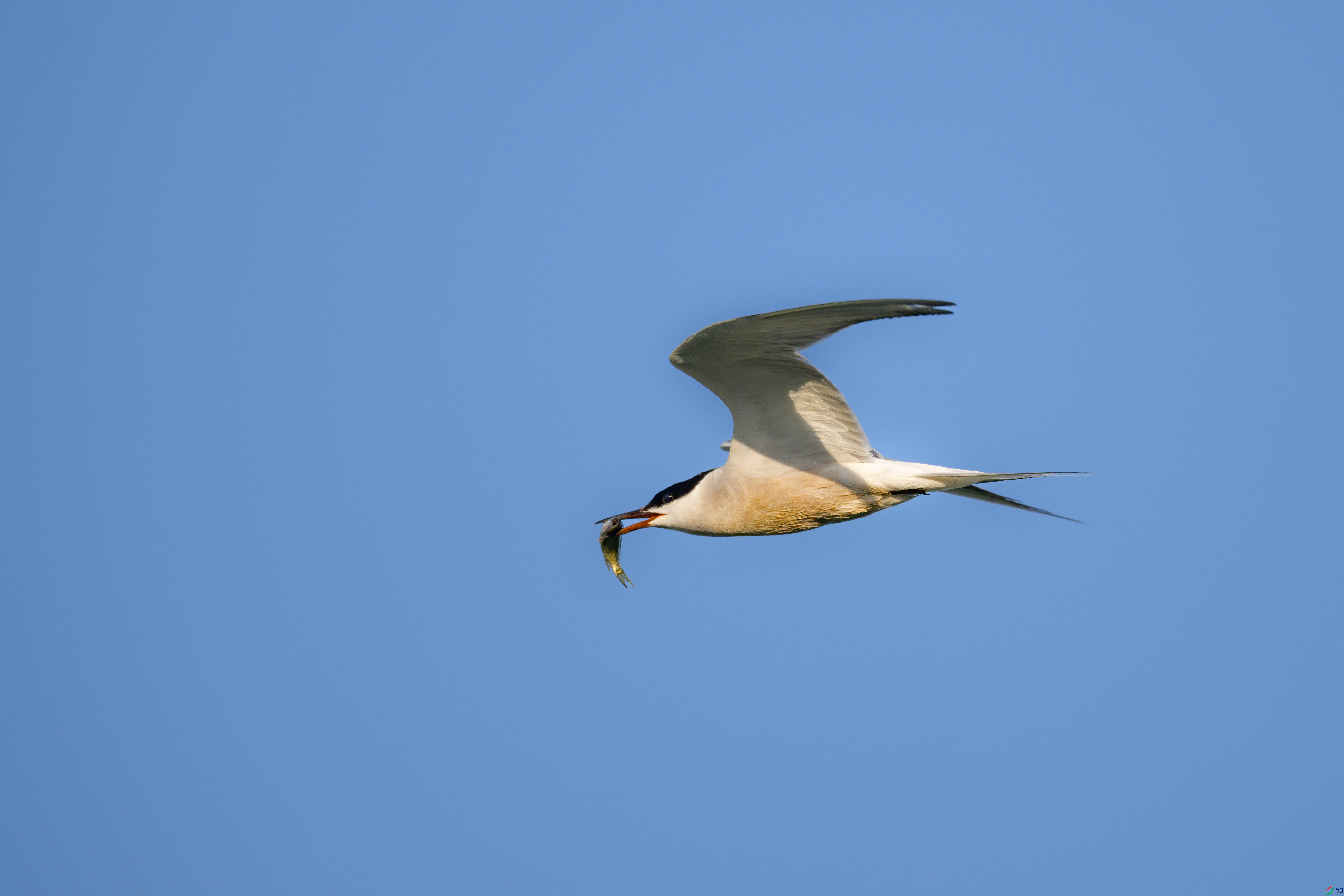 DSC_4596-2sen2024-6-25-010-�༭.jpg