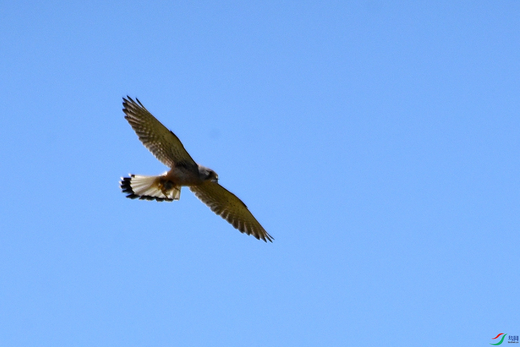 DSC_1110.JPG