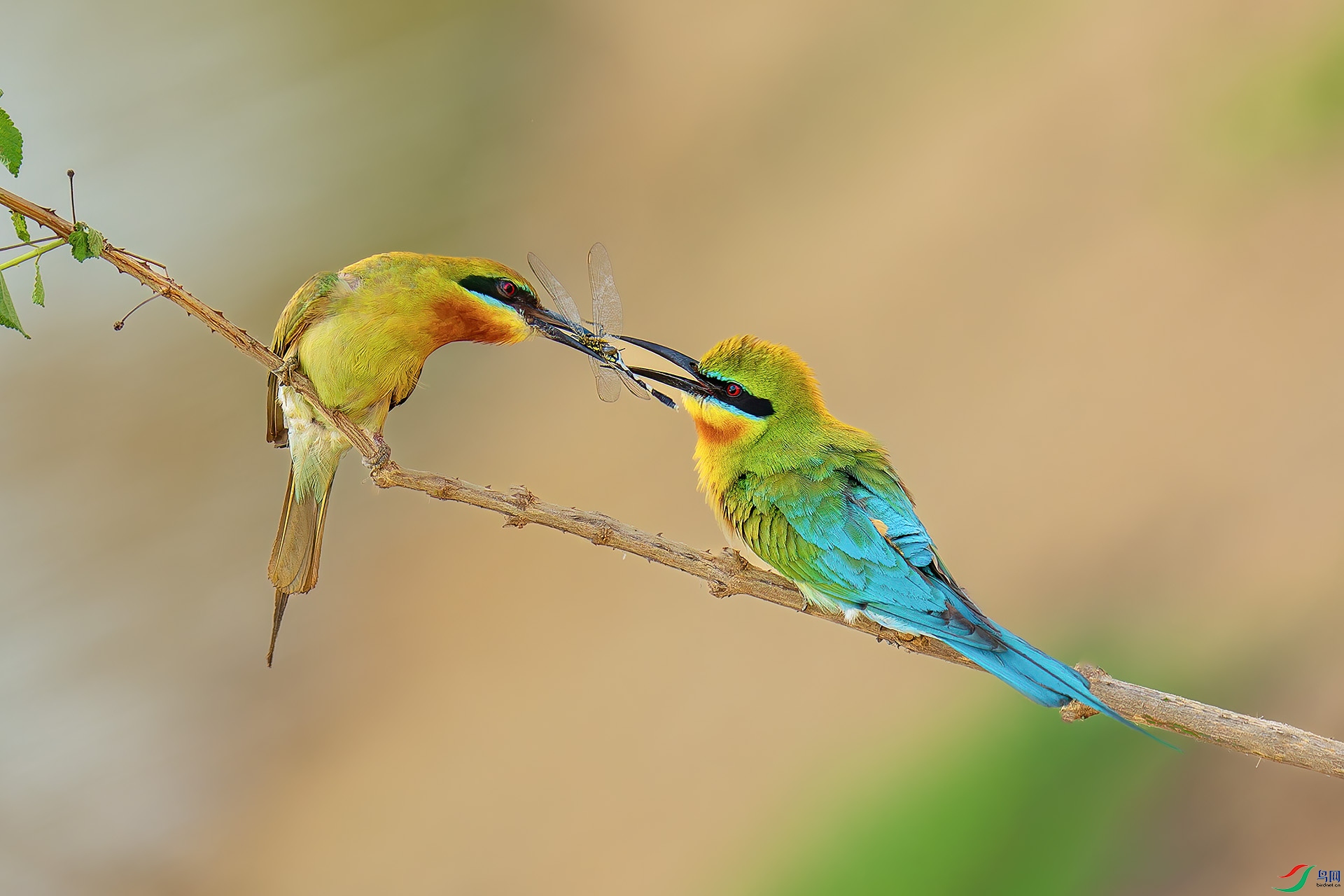 DSC_5746-1.jpg