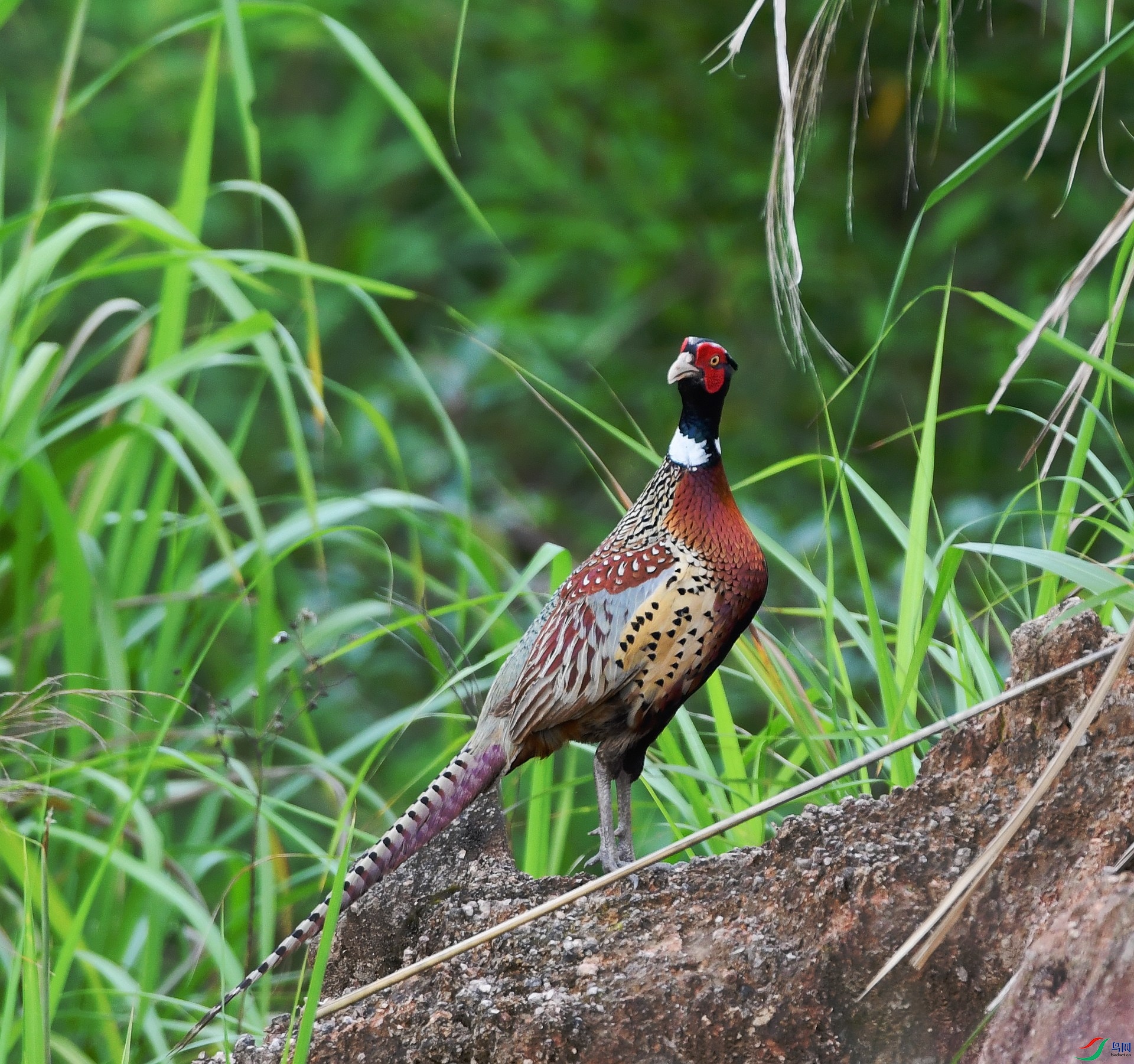 DSC_1347.jpg