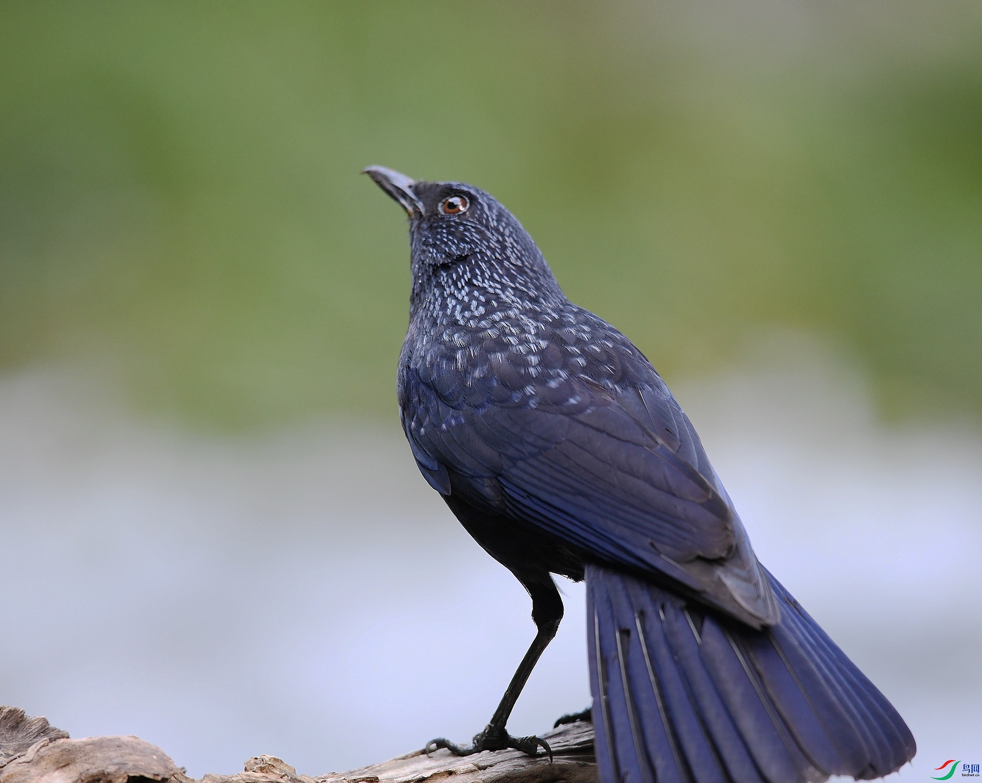 DSC_7147.jpg