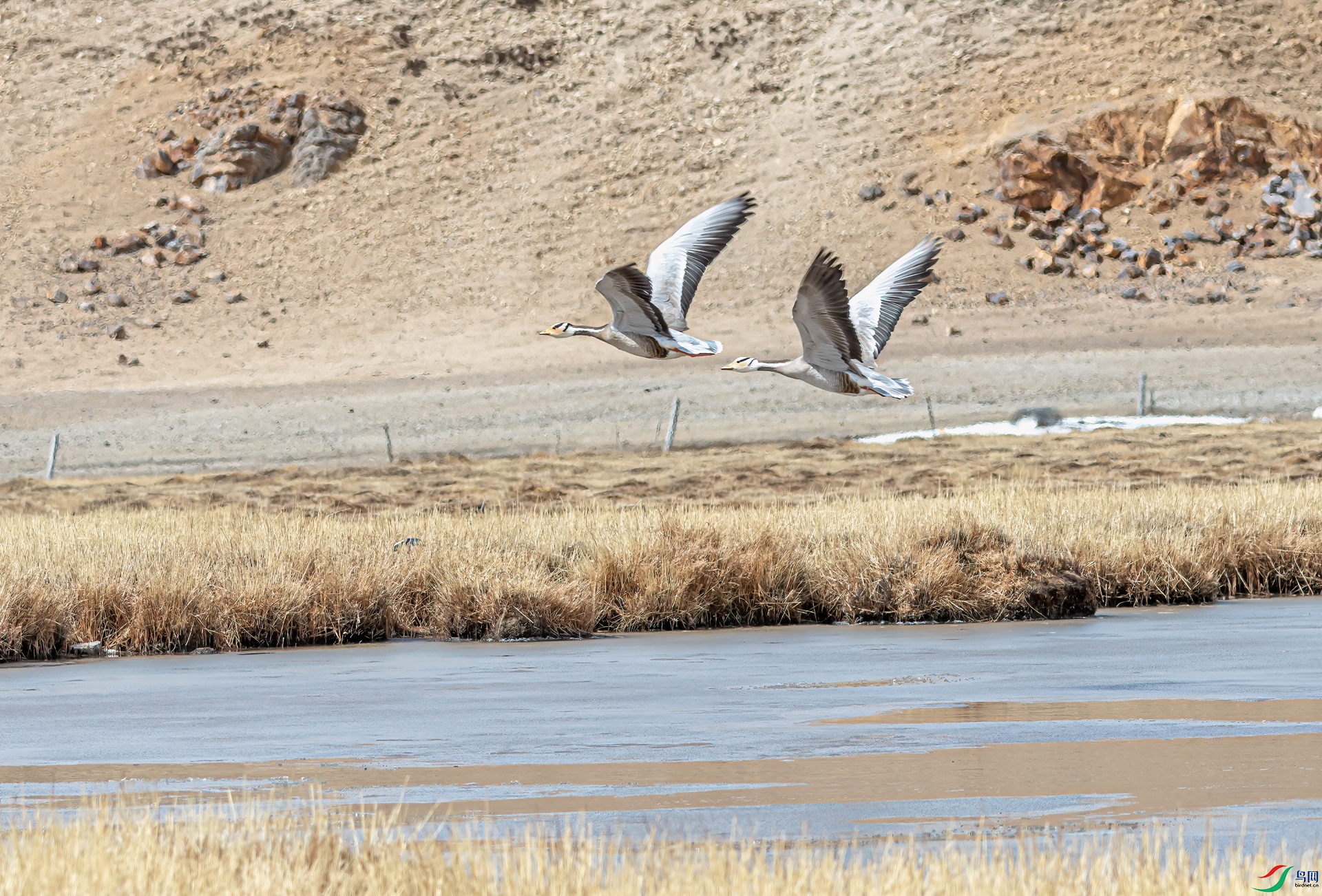 DSC_1039-1a.jpg