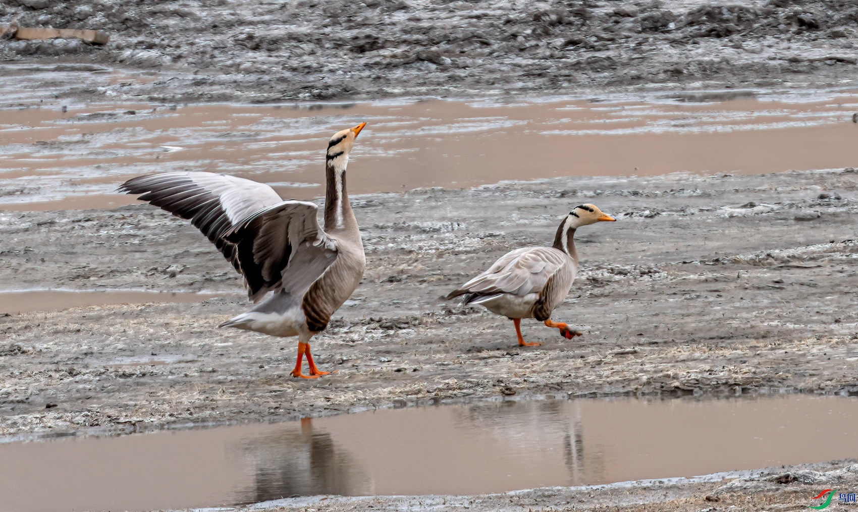 DSC_9403-11.jpg