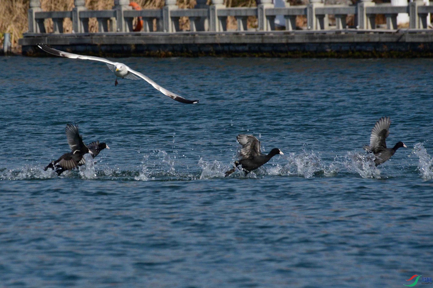 DSC_0973.JPG