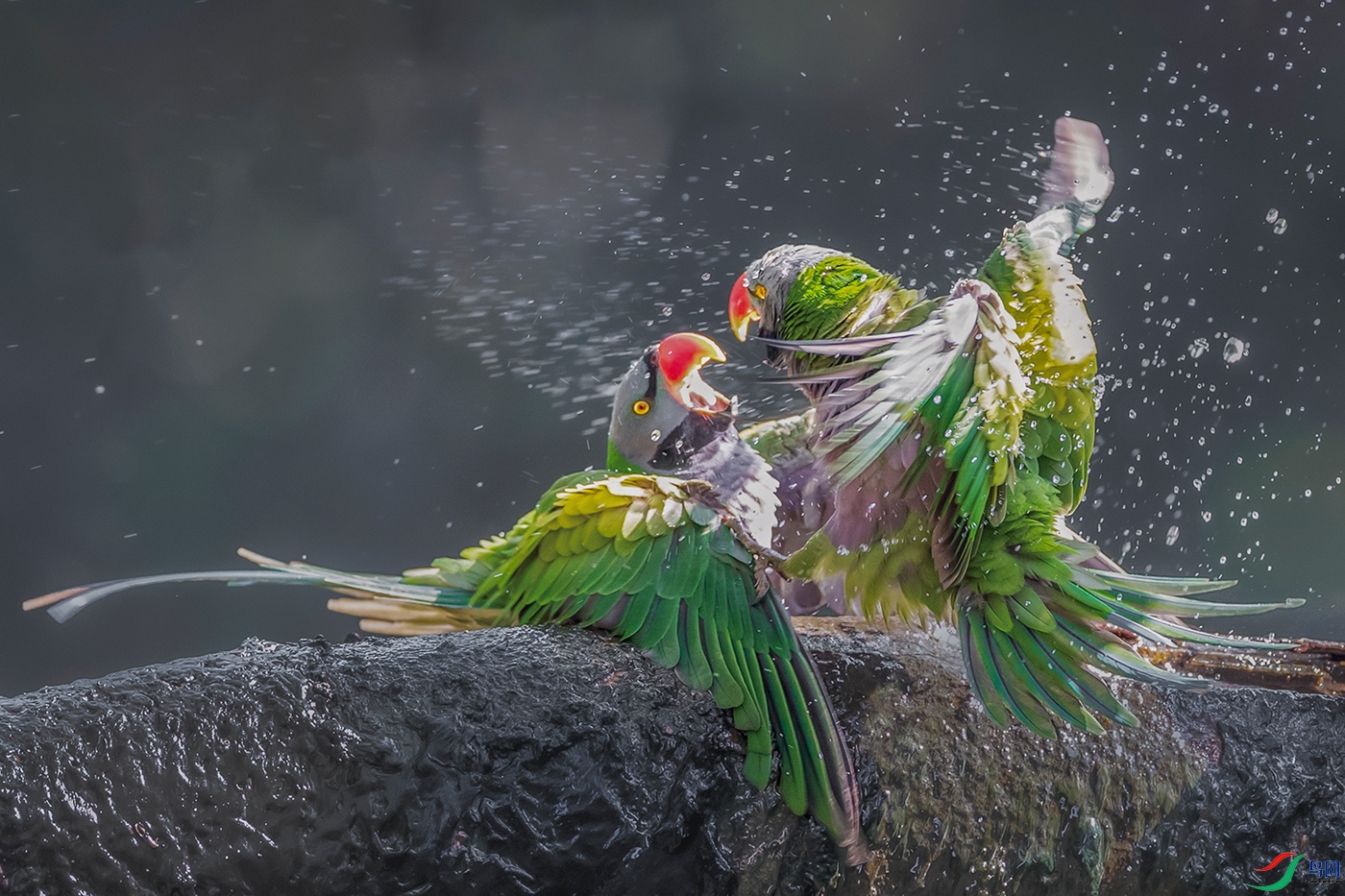 ����������----צ����ˮ����