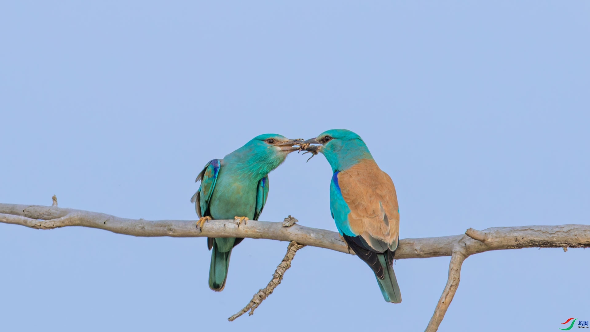 ÿ�ռ���  Ϊ�˰�  ���� ɽɽɽ ����.jpg